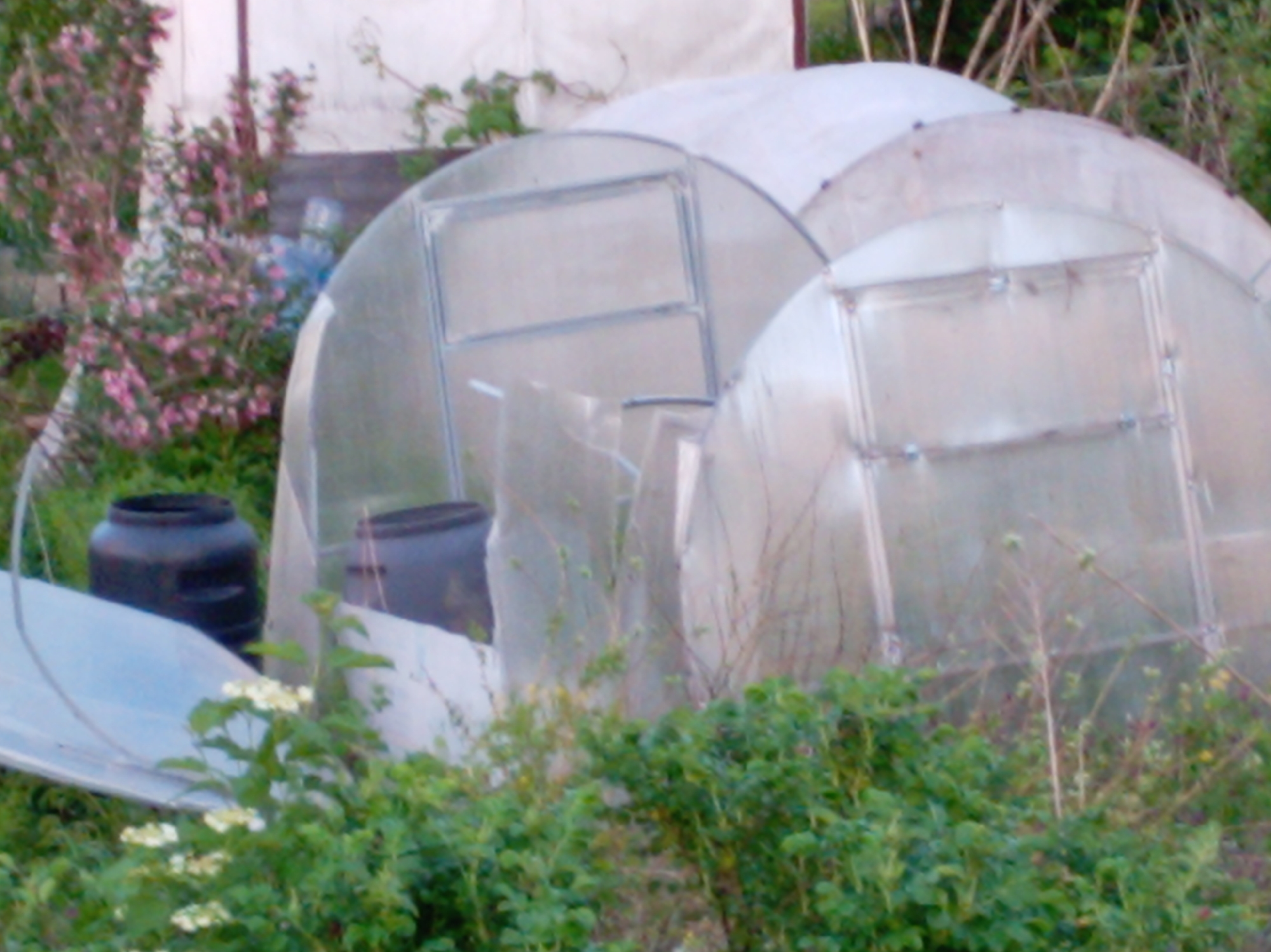 The image shows three rounded-top greenhouses, likely for gardening, arranged closely together and partially obscured by overgrown vegetation. Two black plastic barrels are positioned in front of the greenhouses, partially hidden by the foliage. A patch of pink flowering plants is visible on the left side of the image, adding color to the otherwise muted green and gray tones. The background features a white fabric surface, possibly a tarp or another section of a greenhouse. The overall impression is of a somewhat neglected garden space.