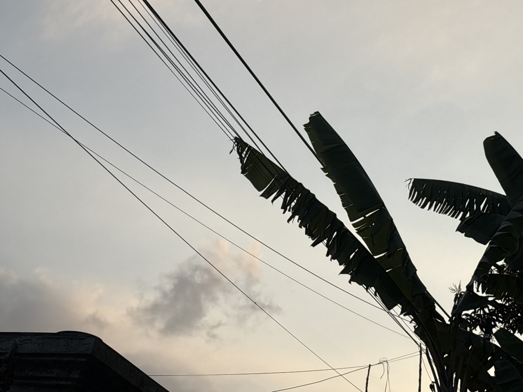 In Palimanan, Indonesia, a cluster of dark, silhouetted banana leaves is seen against a pale, overcast sky. These leaves appear somewhat tattered, with frayed edges. They hang near and cross over a series of thin, black electrical wires that are strung across the frame. In the lower left corner, the dark, angled roofline of a building is visible. The overall impression is one of an outdoor, possibly residential, setting where natural elements intertwine with urban infrastructure.