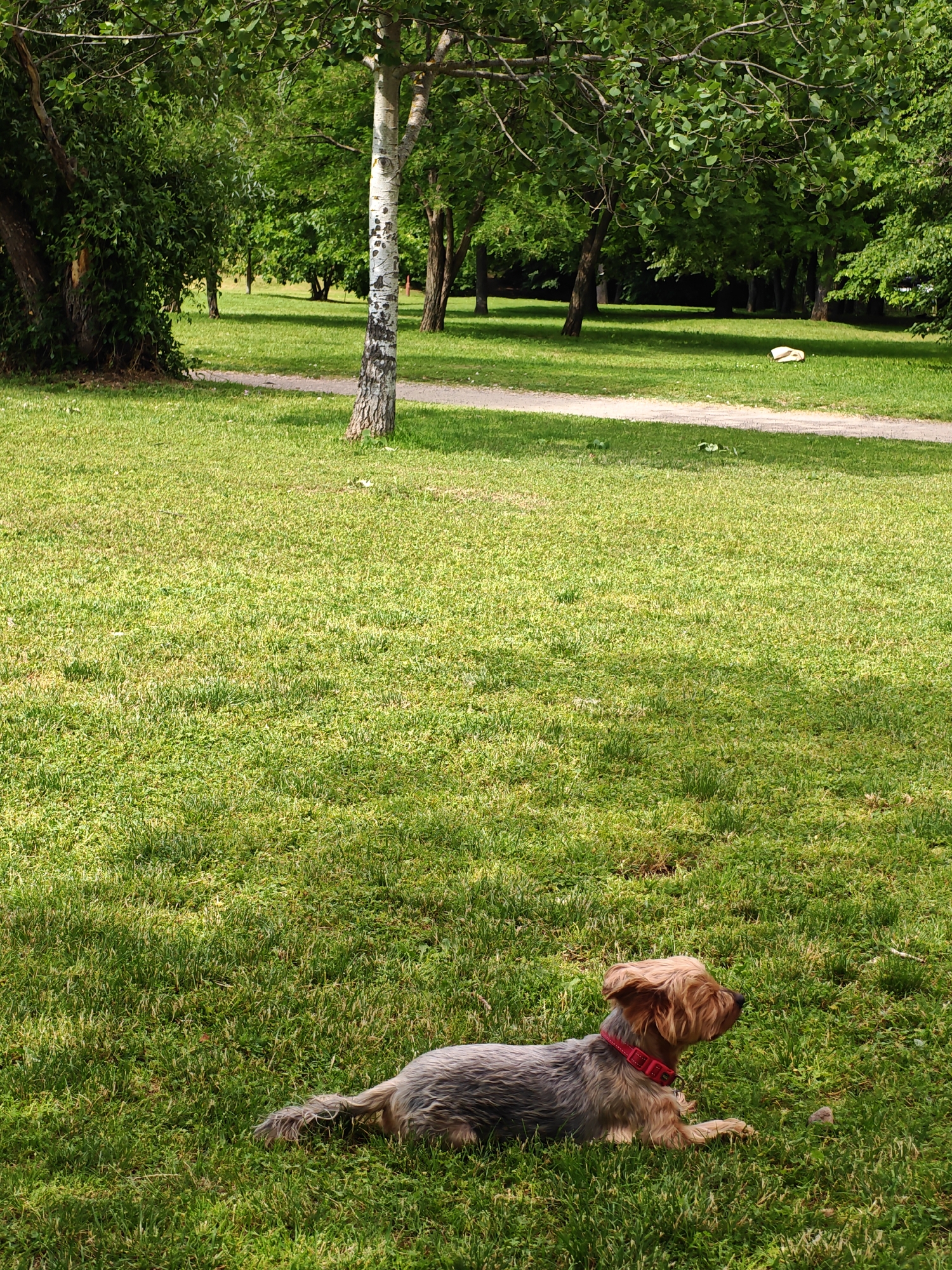 A small, fluffy terrier-type dog with tan and gray fur lies on a vibrant green lawn in a park. The dog wears a red collar and is positioned on the right side of the frame, facing right. The background depicts a park scene with several trees, a dirt path, and dappled sunlight. In the middle ground, on the path, there is a white frisbee. The scene is consistent with a public park in Sofia, Bulgaria, during daylight hours, likely late spring or summer, given the lush vegetation and bright sunlight.