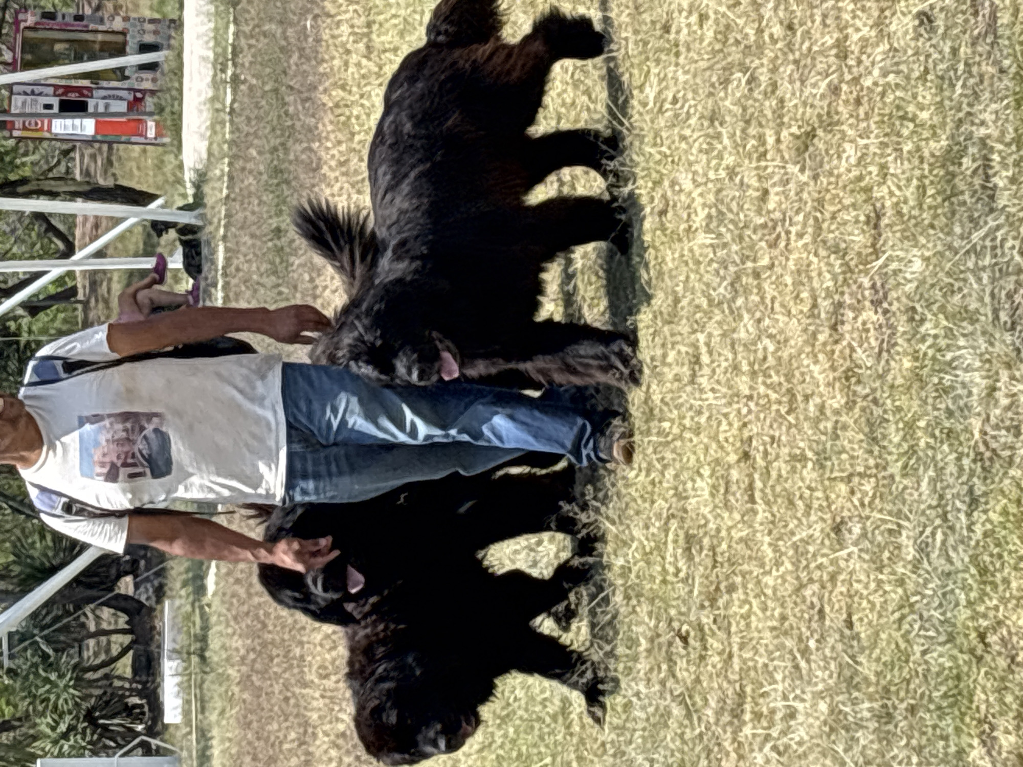 An eye-level shot shows two large, black Newfoundland dogs on a patch of dry grass. A man wearing a white t-shirt with a graphic print and blue jeans is positioned between the dogs, appearing to hold or guide them. The scene takes place outdoors, with a partial view of a white tent structure visible in the upper left corner. Some signage is on a metal pole in the upper left corner. The location is San Bernardino Tlaxcalancingo, Mexico.
