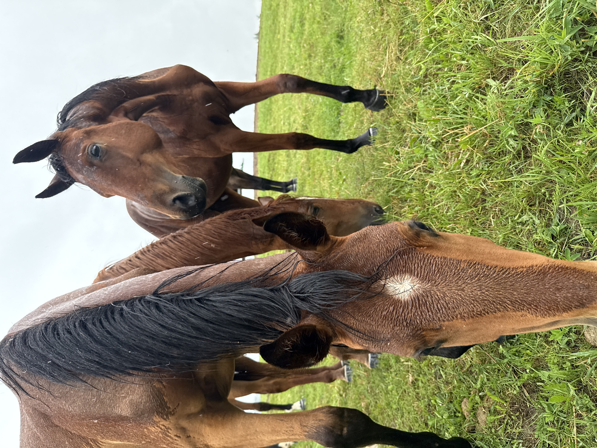 In Galinė, Lithuania, on a cloudy day, several brown horses are in a grassy field. The horses are wet, possibly from rain. One horse in the foreground is grazing, with its head down and mane wet. Another horse is looking to the left, its head raised. The grass is green and appears somewhat damp. The background is indistinct due to the overcast sky.