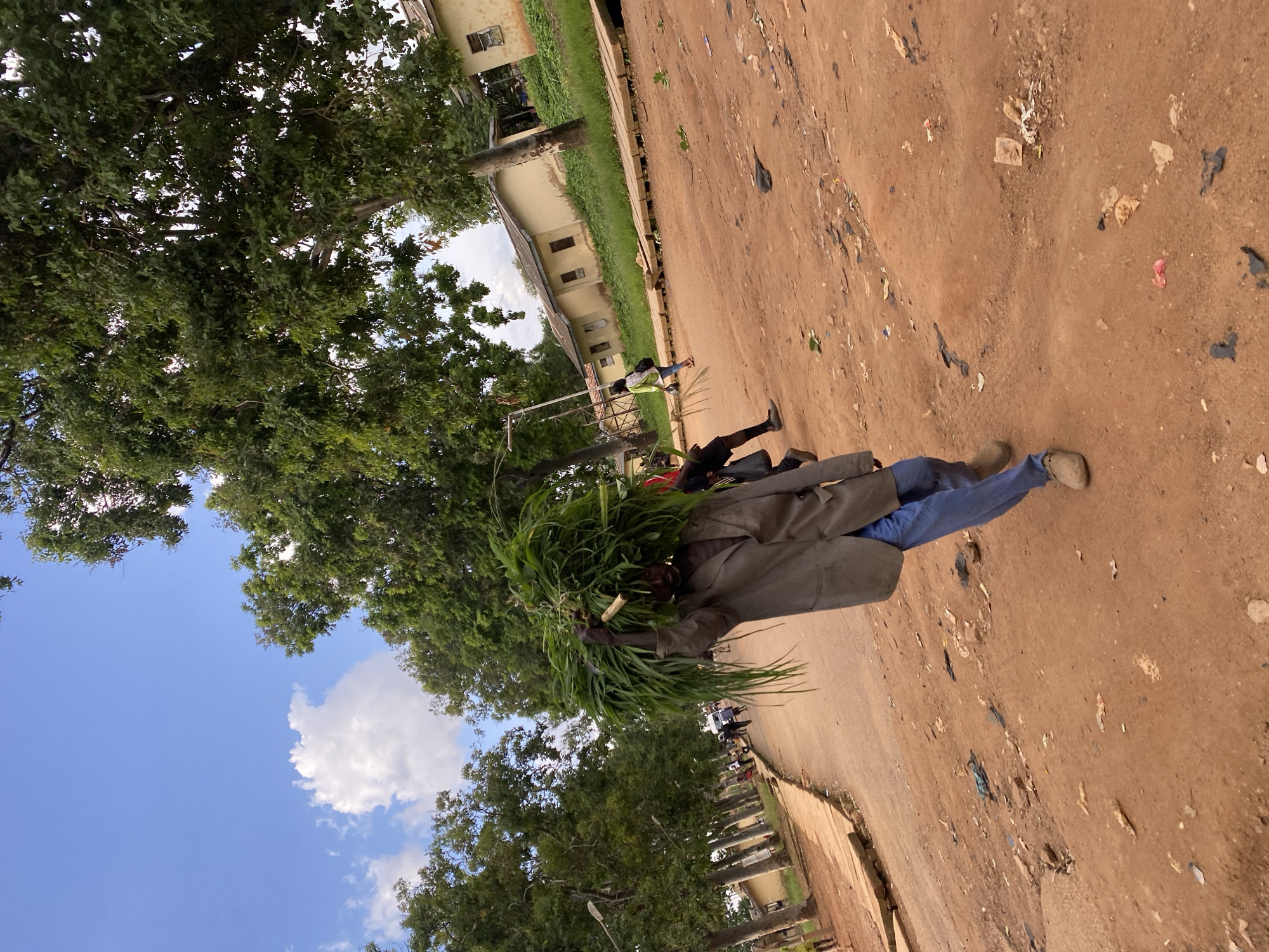An unidentifiable Black male carries a large bundle of green foliage on his head as he walks down a dirt road in Rafin Par, Nigeria. He is wearing a light gray jacket and blue trousers. The road is lined with trees on either side, with several yellow, single-story buildings visible in the background. The ground is reddish-brown dirt and is littered with debris. There are other people walking in the distance, including a woman in a white and green jacket carrying a bag over her shoulder. The sky is blue with some white clouds.