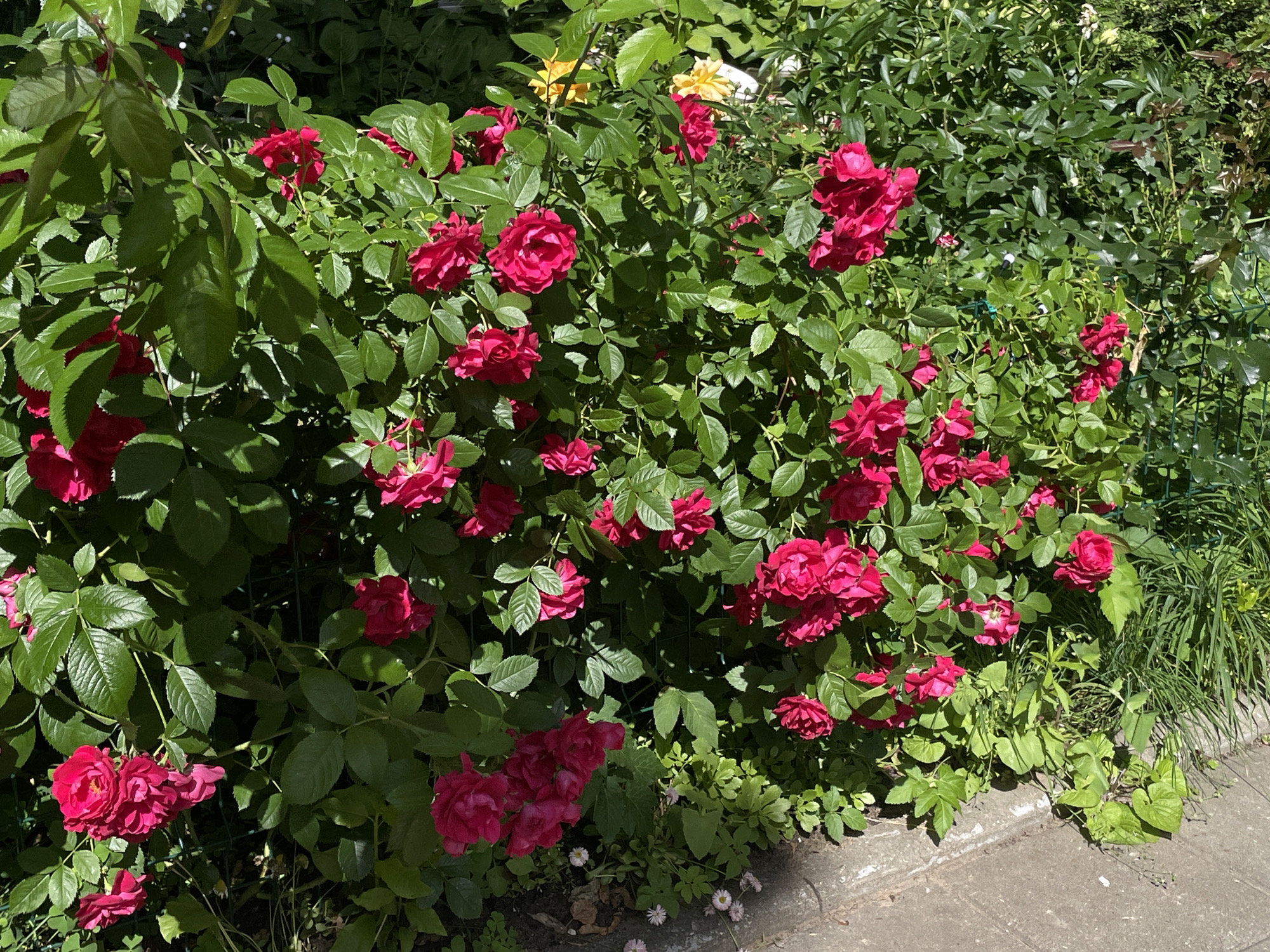 This media file features a close-up view of a rose bush in bloom, with numerous red roses and lush green leaves. A few yellow roses are also visible interspersed among the red ones. The bush is dense, with many blooms clustered together. Some of the roses appear fully open, while others are still in bud. The lighting suggests it is daytime, with sunlight filtering through the leaves, creating shadows. The setting appears to be a garden or yard, with a paved pathway visible along the bottom right edge of the frame. The overall impression is one of a vibrant and healthy garden on a sunny day. There is no visible text. The context provided indicates the location is Moscow, Russia.