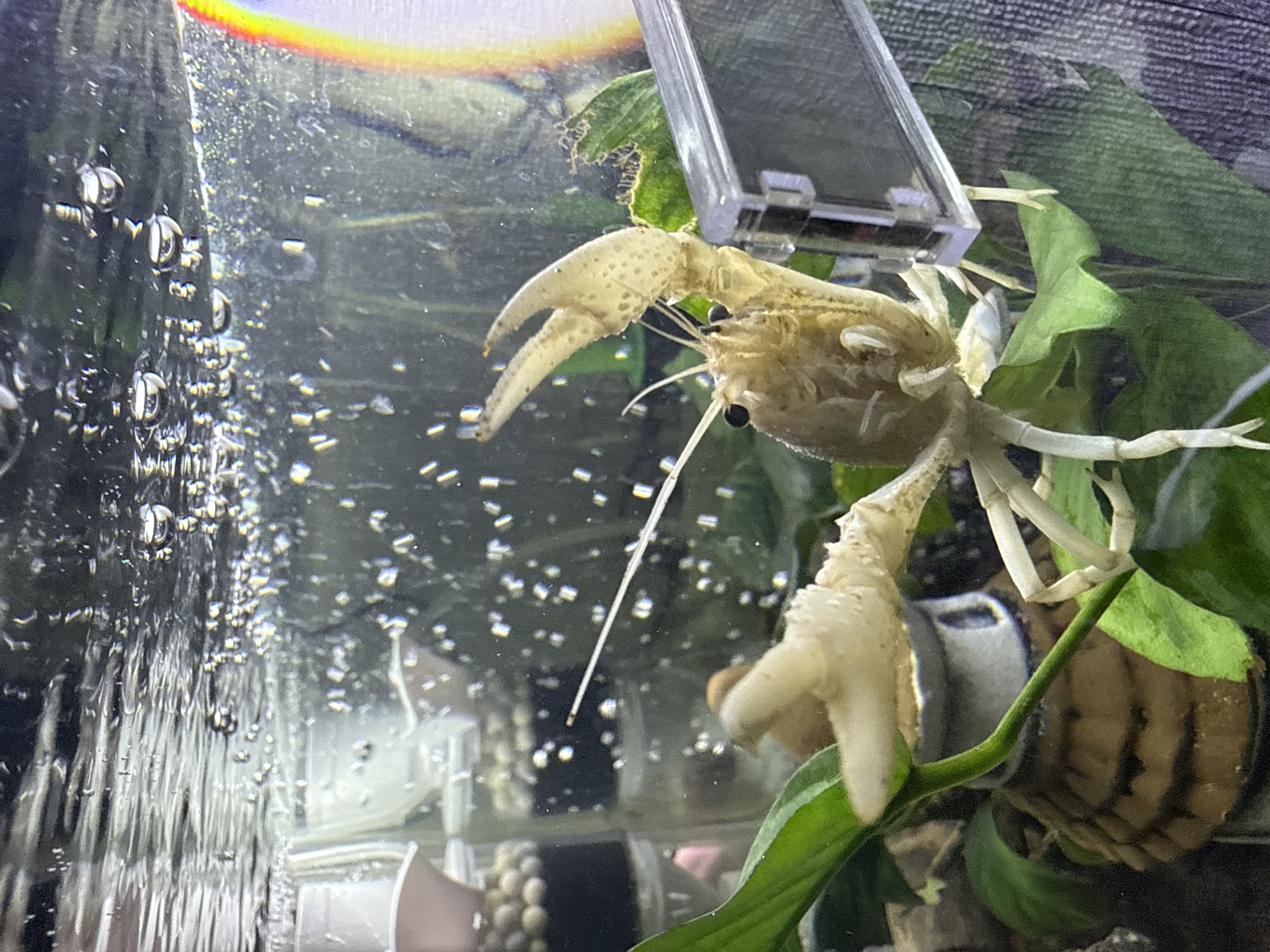 This close-up image captures a pale, light-colored crayfish with large, speckled claws and prominent black eyes, situated within an indoor aquarium. The crayfish appears to be resting or climbing among several green aquatic plants, with its long antennae extended. A clear plastic or glass fixture is visible above its head, partially obscured by plants.
The water inside the aquarium is filled with numerous small bubbles, especially concentrated on the left side of the frame, suggesting aeration or water circulation from a filter. A bright light source above the tank creates a rainbow-like reflection across the top edge of the image. In the background, through the clear water, hints of other tank decor, possibly a snail shell with dark stripes, can be seen. The scene is brightly lit, likely by artificial light, and conveys a serene aquatic environment. No visible text is present in the image. The photo was taken in Vniissok, Russia.