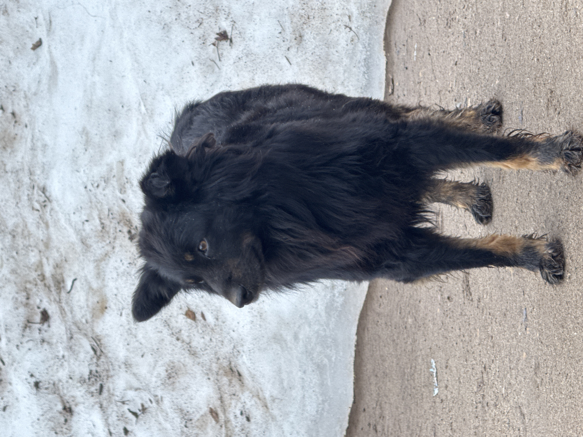 A black, long-haired dog stands on concrete next to a patch of melting snow. The dog's paws are dark with tan markings. The snow is dirty and melting. The location is likely the city of Chaikovsky, Russia.