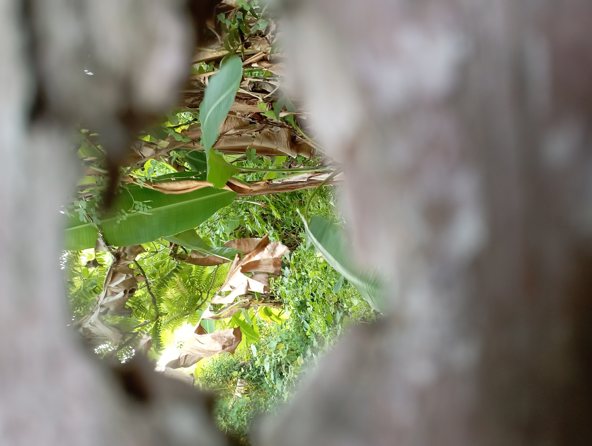 A photograph taken through an irregular opening in a rough, textured surface, likely a wall or a hole, reveals a vibrant green natural landscape. The opening frames a view of lush vegetation, including banana trees with large, broad leaves and dried, brown leaves. The background is filled with dense greenery, suggesting a jungle or overgrown garden. Sunlight filters through the leaves, illuminating parts of the scene. The foreground and the edges of the opening are blurred and out of focus, with light gray and beige tones dominating these areas, creating a contrast with the sharp details of the natural scene viewed through the aperture. The scene is set in the city of Sembung Anyar, Indonesia.