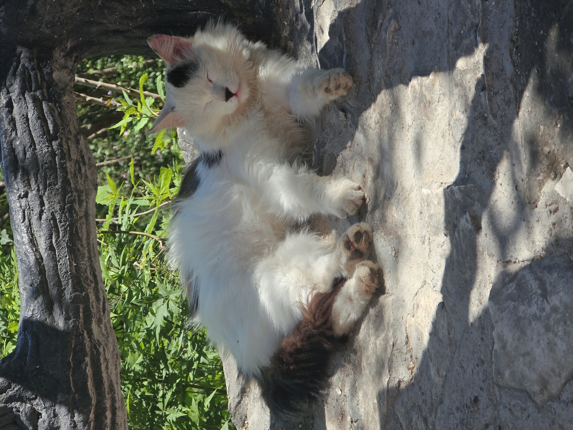 A long-haired cat with white and black fur is lying on its side on a stone surface. The cat's eyes are closed, and its tongue is slightly sticking out. The cat's tail is fluffy and dark brown with white streaks. The background consists of green foliage and a dark, textured log. The scene is lit by sunlight, casting shadows on the stone. The location is identified as Huairou District, China.