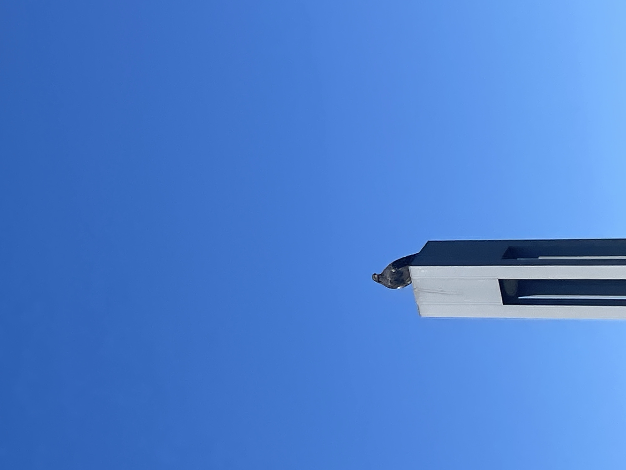 A dark-colored bird, possibly a pigeon, is perched on the top of a tall, gray, rectangular pillar against a clear blue sky. The pillar has an opening in the middle, revealing a light fixture inside. The image is cropped to focus on the bird and the upper portion of the pillar. There is no visible indication of the city of Sochi, Russia, within the image content.