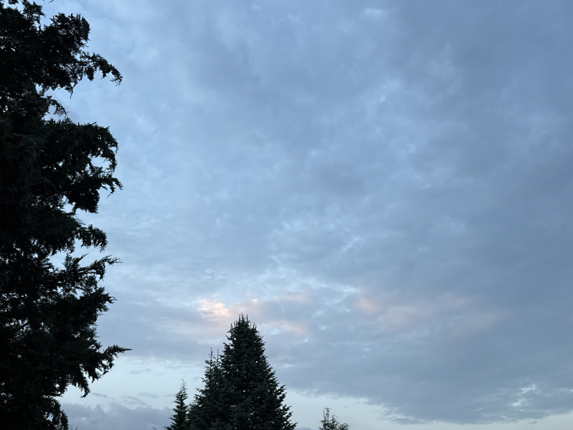 The image depicts a twilight sky with scattered clouds, casting a serene, dusky ambiance. The sky is a blend of pale blues and grays, with subtle hints of pink and peach light peeking through the clouds. In the foreground, the dark silhouettes of evergreen trees frame the sky, their branches reaching upwards. A prominent evergreen tree stands in the mid-ground, its dark green foliage contrasting with the lighter hues of the sky. The scene suggests a peaceful evening in a natural setting, possibly on the outskirts of the town of Bad Sachsa, Germany. There are no people, animals, or any discernible human activity in the frame. The environment is characterized by the trees and the atmospheric sky.