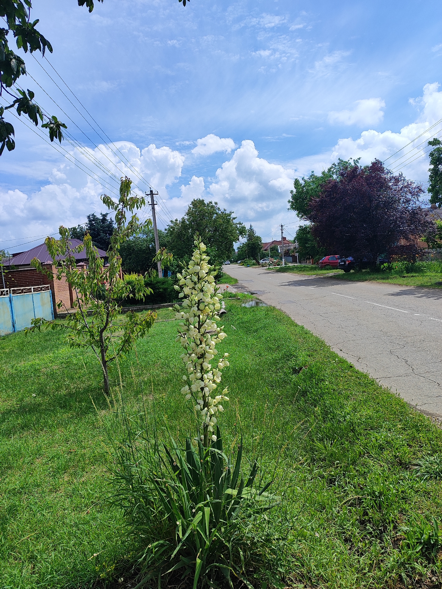 A vertical, medium-shot, outdoor photograph captures a sunny day in Bryukhovetskaya, Russia. In the foreground, a tall, white yucca flower stalk stands prominently on the left side, surrounded by lush green grass and blades of tall, thin grass. To the left of the yucca, a young deciduous tree with green leaves is growing. Behind these elements, a paved road curves to the right. On the left side of the road, a brown brick house with a dark-pitched roof is visible, bordered by a light blue metal fence. Several houses and trees are scattered along the right side of the road. A dark red car and a dark blue car are parked on the right shoulder of the road. The sky is a vibrant blue, dotted with fluffy white clouds. Power lines are strung across the upper portion of the frame, supported by utility poles.