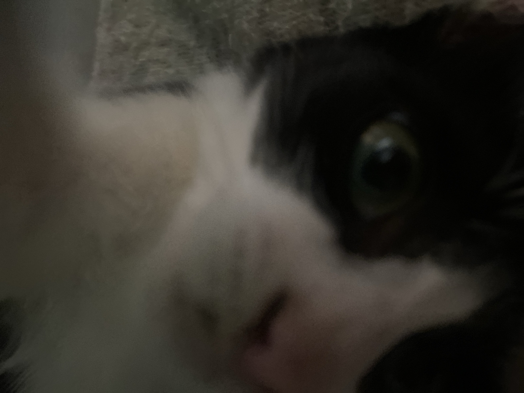 This close-up image features the face of a domestic cat, characterized by its striking black and white fur, typical of a tuxedo cat. The perspective is very tight, suggesting the photograph was taken from a very short distance, possibly resembling a "cat selfie."
The most prominent feature is the cat's left eye (viewer's right), which is wide open and clearly focused. Its iris displays a captivating green or amber hue with a large, dark pupil. A distinct, bright reflection within the pupil suggests an artificial light source, such as a phone screen or indoor lamp. The fur surrounding this eye is predominantly black.
On the other side of the cat's face (viewer's left), a large expanse of soft, white fur is visible, slightly out of focus, with a faint hint of a pink nose near the bottom center. The rest of the background is indistinct and dark, appearing to be a soft, textured material like a blanket or carpet, adding to the cozy, indoor setting.
The lighting in the image is dim, contributing to a slightly soft-focus and grainy quality. The cat's wide, alert eye conveys a sense of curiosity, surprise, or direct engagement with the camera. No specific activity is depicted beyond the cat observing its surroundings or the photographer. There is no visible text or other identifiable objects in the frame. The scene is set indoors, within a home environment in Tinaquillo, Venezuela.
