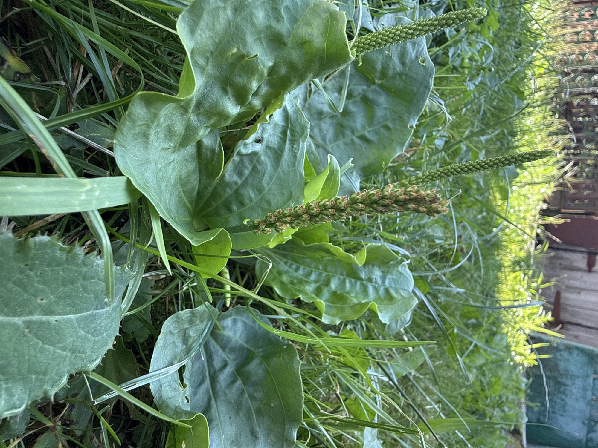 The image shows a close-up view of several broadleaf plants with prominent seed heads, growing in a patch of grass. The plants have large, ovate leaves with parallel veins. Two of the seed heads are green and appear to be in an active stage of development, while a third seed head is brown and dried, suggesting it has already gone to seed. The surrounding environment is overgrown with grass and other vegetation. In the background, a fence and a wooden structure are visible, suggesting an outdoor, possibly backyard setting. The lighting suggests it is daytime, with sunlight filtering through the foliage.