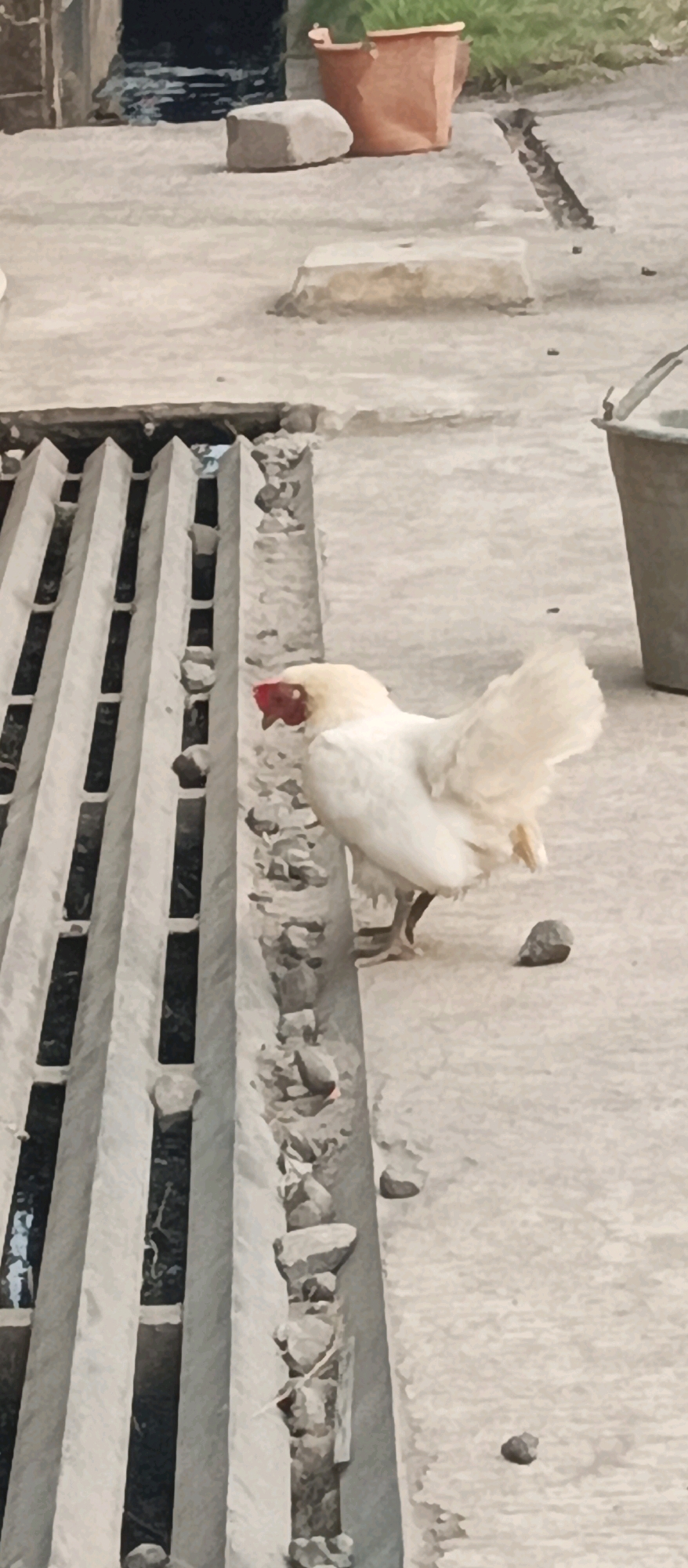 A white chicken with a red comb stands on a concrete surface in what appears to be an outdoor area. To the left of the chicken is a metal grate with vertical slats, and beyond that, dark, murky water or debris is visible. The concrete surface is speckled with small stones. In the background, there is a large, grey bucket to the right, and further in the distance, a terracotta pot containing some greenery. The overall environment suggests a utilitarian or possibly slightly unkempt outdoor space. There are no people visible in the image. The scene does not provide specific indicators of its exact location within Subang, Indonesia, beyond being an outdoor urban or semi-urban setting.