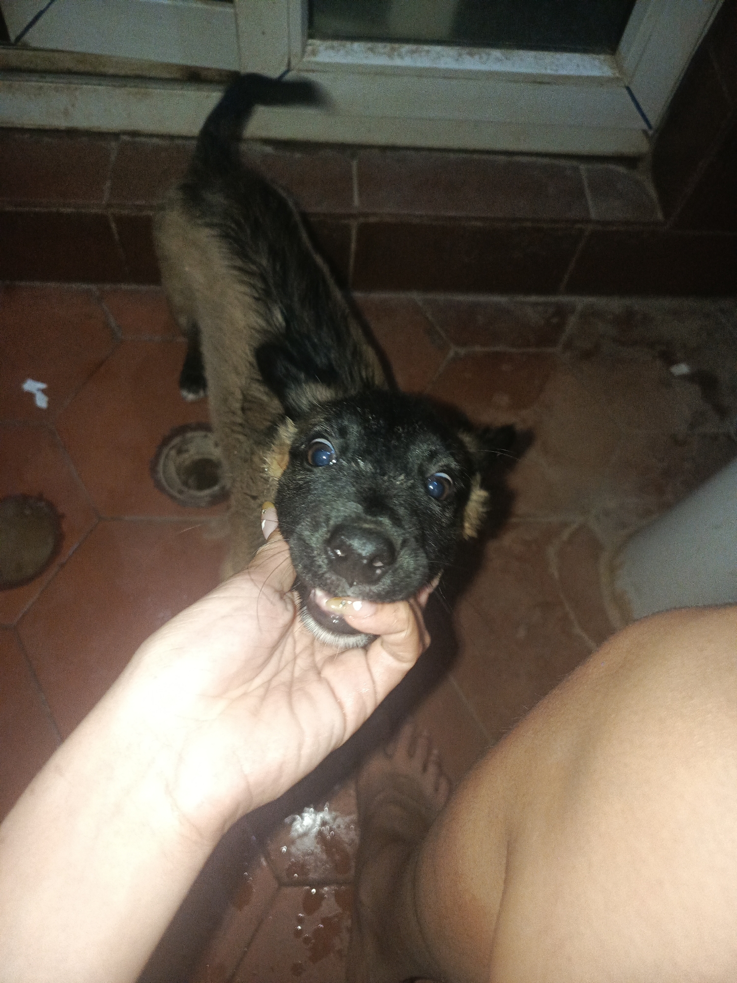A medium shot, taken at high-angle, depicts a person holding a wet, young dog in a room. The dog, predominantly black with some tan coloration, is held by a human hand around its lower jaw. The dog's mouth is partially open. The floor is covered in red tiles, and water droplets are visible, indicating a recent bath. In the background, there is a wall and a window frame. The photograph has poor lighting, but based on the tiles, it's plausible that the setting is a domestic interior, potentially a bathroom or utility area in Juan Griego, Venezuela. Further details would require additional contextual information.
