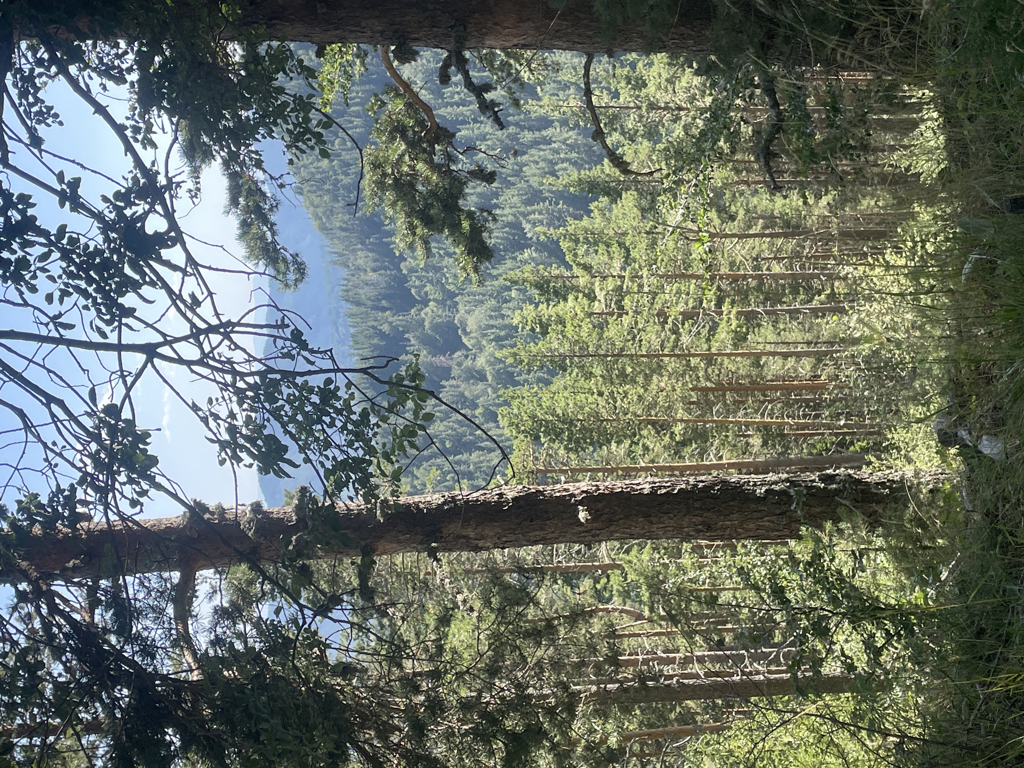 The image depicts a sun-dappled forest landscape, likely located in the vicinity of Bosilkovo, Bulgaria. In the foreground, the textured bark of a large pine tree trunk dominates the right side of the frame. To the left and center, numerous other pine trees of varying heights and thicknesses create a dense forest. Sunlight filters through the canopy, illuminating patches of the forest floor covered in green foliage and grasses. In the background, a vast expanse of rolling hills covered in dense forest stretches towards a hazy blue sky. The scene is characterized by the natural beauty and tranquility of a coniferous forest.