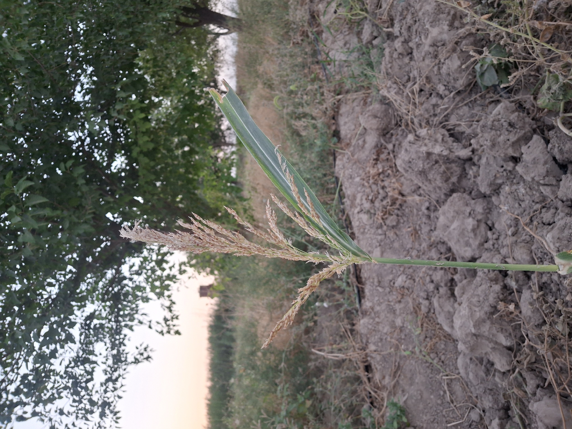 A close-up, low-angle shot captures a single stalk of corn in focus against a soft-focus background. The corn stalk, which has a dried, feathery tassel at its top, stands in cracked, dry soil. Behind the corn, a lush green tree with dappled sunlight filtering through its leaves dominates the upper half of the frame. The lower half of the background consists of dry grass and vegetation, suggesting a rural or agricultural setting. In the distance, a hazy sky with hints of pastel colors indicates either dawn or dusk. The scene appears to be located in Ko`kdala, Uzbekistan, given the context. No people or specific actions are visible.