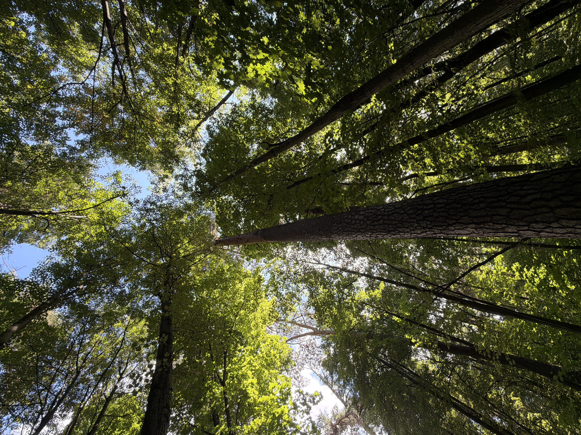 The image shows a view looking up at the canopy of a forest. Tall trees with dense green foliage dominate the frame, with patches of blue sky visible through the leaves. Sunlight filters through the branches, illuminating some of the leaves and creating dappled light effects. The trunks of the trees are dark and textured. The perspective suggests the viewer is standing at the base of the trees, looking directly upwards. The scene is natural and appears to be a woodland area, likely within a park or forest outside of dense urban development. The environment is primarily composed of trees and sky. There are no people or man-made structures visible in the image. The overall impression is one of natural beauty and a serene forest setting.