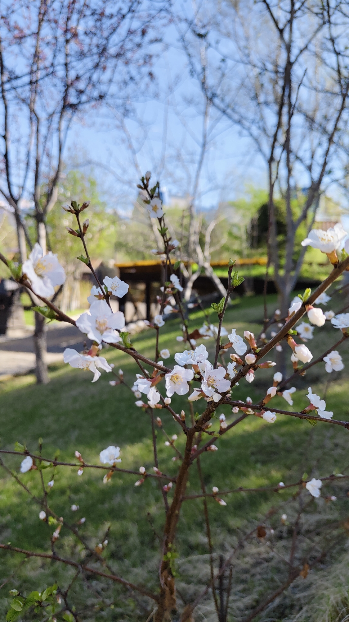 The image shows a close-up of a flowering tree branch in an outdoor setting. The blossoms are white with yellow centers. Some are fully open, while others are still buds. The branches are slender and brown. New green leaves are also visible.
The background features a grassy area with other trees and what appears to be a covered structure or gazebo. Bare tree branches and a glimpse of a blue sky suggest an early spring day. A dark figure appears walking on a path behind the shrub.
The location is Krasnoyarsk, Russia.