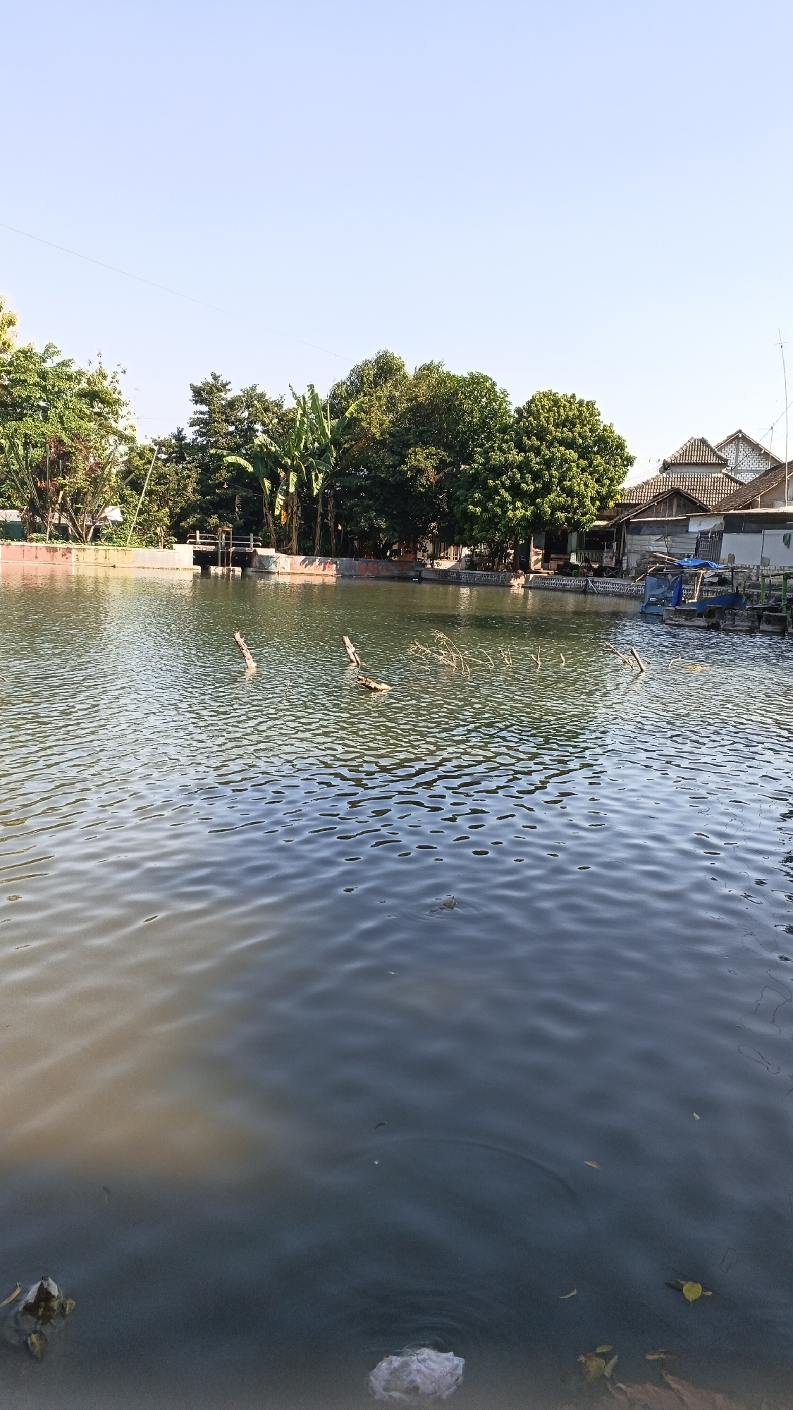 This is an outdoor, low-angle, full-shot photograph of a tranquil body of water in Rengel, Indonesia. The water, which appears to be a pond or small lake, has a slightly murky green-brown hue and is rippled by a gentle breeze. Several dead branches protrude from the water, adding a touch of natural decay to the scene.
In the background, a strip of land lines the edge of the water, adorned with lush green trees and banana plants. A concrete barrier with a reddish-brown top runs along this edge. Further back, several houses with tiled roofs are visible, suggesting a residential area adjacent to the water. A small, blue boat is moored near the houses. The sky above is a clear, pale blue, indicating a bright, sunny day. The foreground of the image is dominated by the water, with a few pieces of debris, including leaves and a white plastic bag, floating on its surface. The overall impression is one of peaceful, everyday life in a semi-urban, tropical environment.