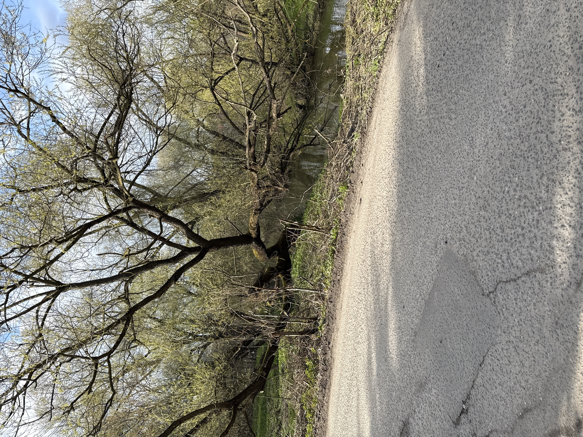 The image depicts a tree with sparse foliage located beside a body of water and a paved pathway. The tree's branches are prominent against a backdrop of sky and other trees, suggesting early spring or late autumn. The water appears murky, reflecting the surrounding vegetation. The paved pathway is light gray and shows signs of wear, including cracks. The photo is taken at an angle, giving a perspective along the path. There is no evidence indicating that the image was taken in the city of Spasskoe, Russia.