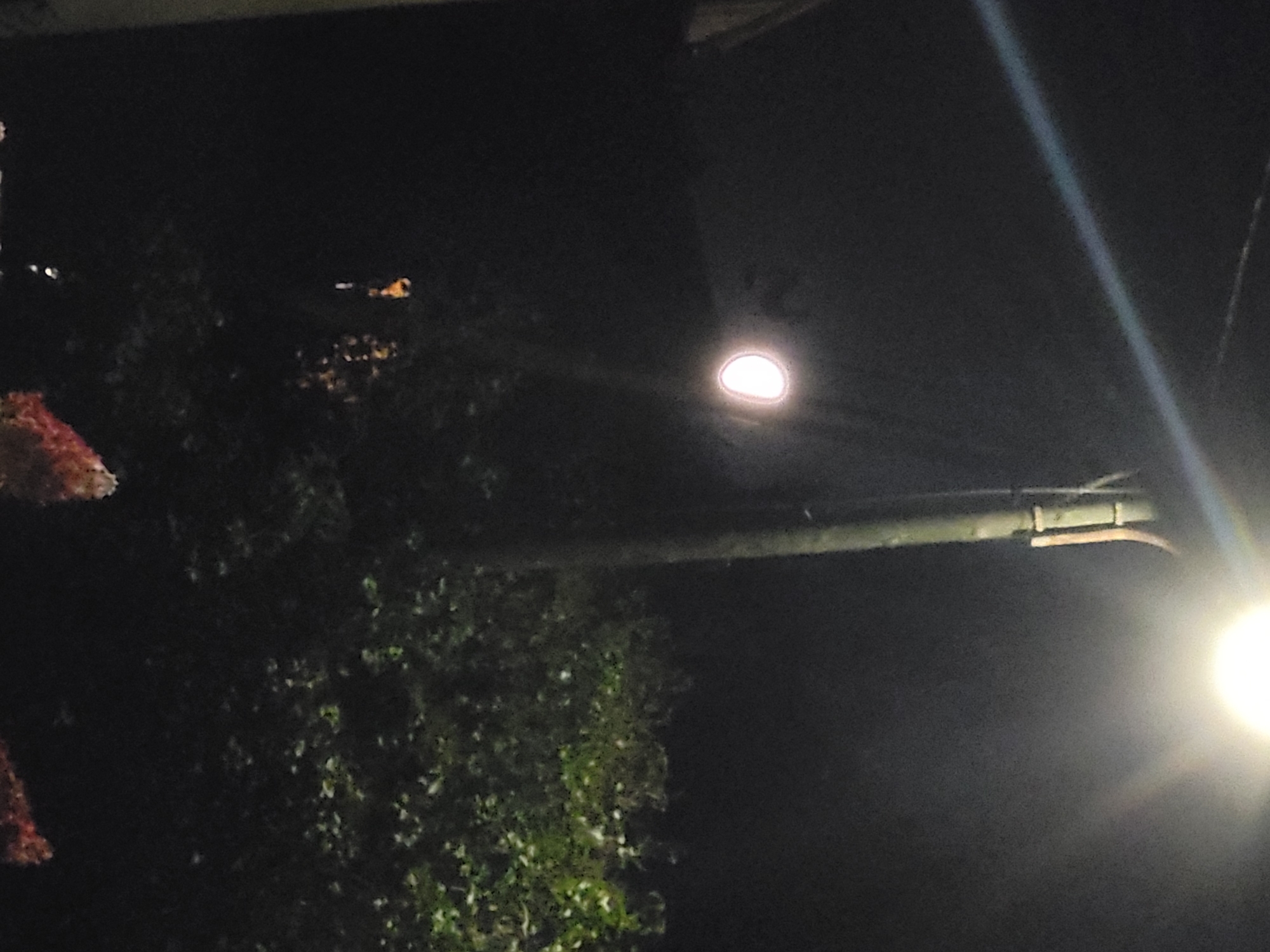 The image depicts a dimly lit outdoor scene at night, likely in the city of Jelgava, Latvia, given the context. A lamppost, constructed from what appears to be bamboo poles, stands prominently in the center, illuminated by a bright, round light fixture at its apex. The light casts a glow, creating lens flare and a visible beam stretching across the dark sky. To the left, a portion of a building's roofline is visible. In the background, a dense collection of green foliage, resembling bushes or trees, is dimly illuminated by the lamppost. The lower portion of the image reveals a dark ground surface, with a few specks of light that might indicate distant streetlights or reflections. Some reddish-brown organic material, possibly dried leaves or flowers, is present in the bottom right corner. The overall atmosphere is dark and somewhat mysterious, illuminated by artificial light.