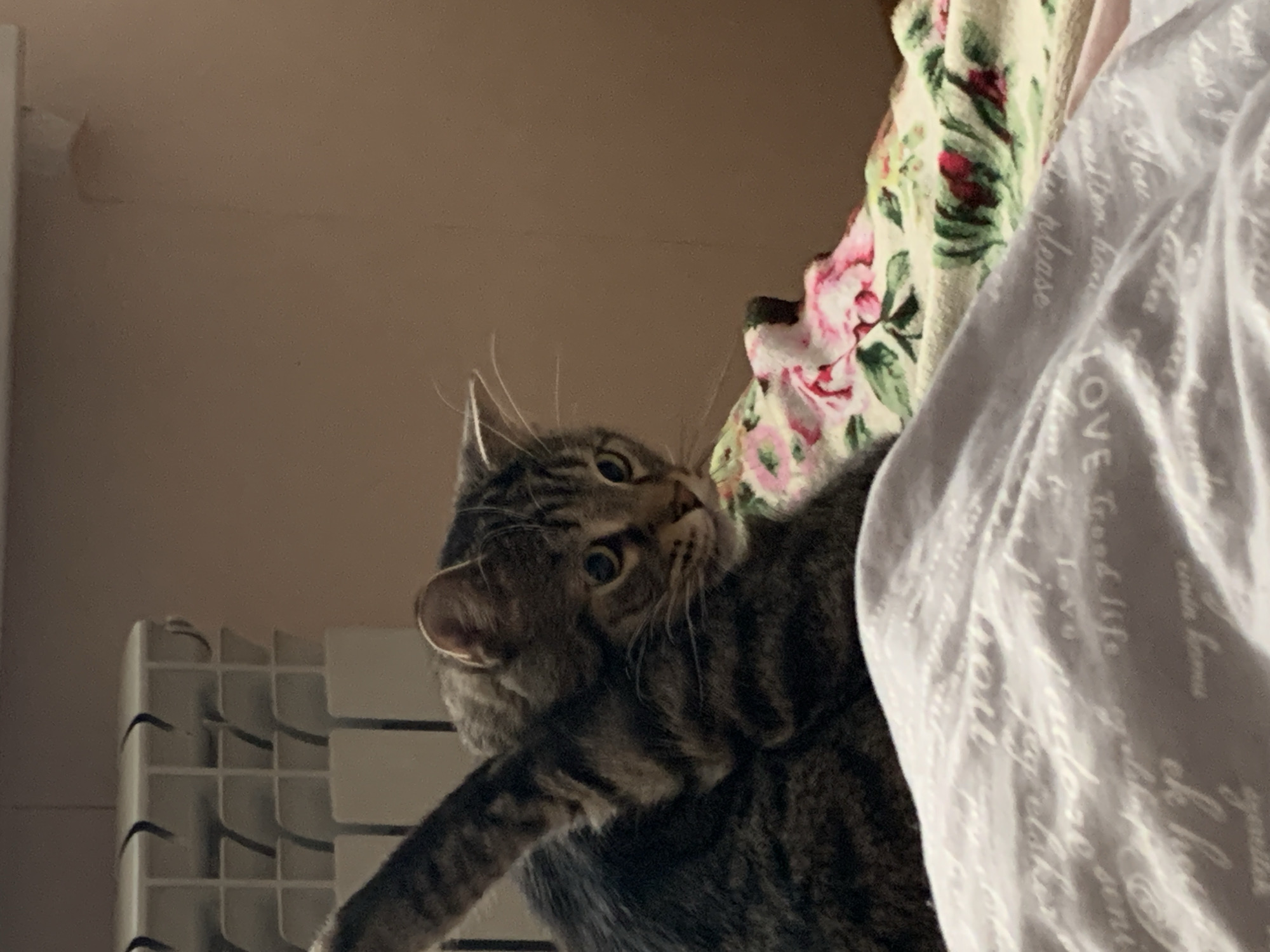 A tabby cat is the central subject, positioned near a white radiator. The cat is near a blanket with floral patterns and a white sheet with writing on it. The setting appears to be indoors. The location of the image is in the city of Stavropol, Russia.