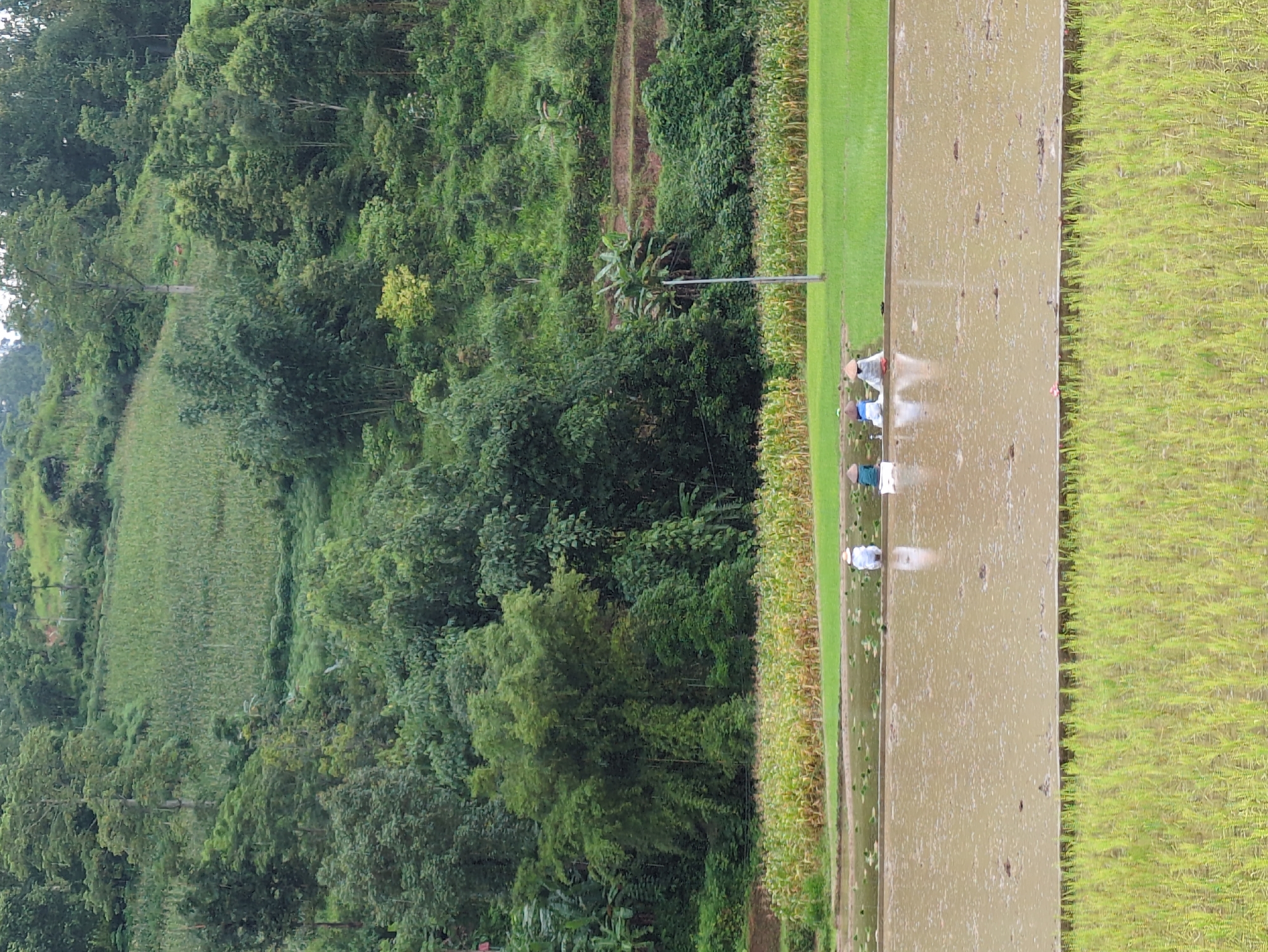 The image depicts a rural scene in Mậu Duệ Commune, Vietnam, featuring agricultural fields and lush green hills. In the foreground, a flooded rice paddy with muddy water is visible, with newly planted rice shoots in the very front. Several individuals, wearing conical hats, are standing or squatting in the paddy, engaged in agricultural work. Behind the paddy, a field of mature corn or similar crops stands out with its yellow stalks. Further in the background, a dense forest covers the rolling hills, with terraced fields and vegetation climbing up the slopes. A solitary utility pole stands amidst the fields, and a few scattered trees dot the landscape. The overall impression is one of a working agricultural landscape in a hilly, verdant region.