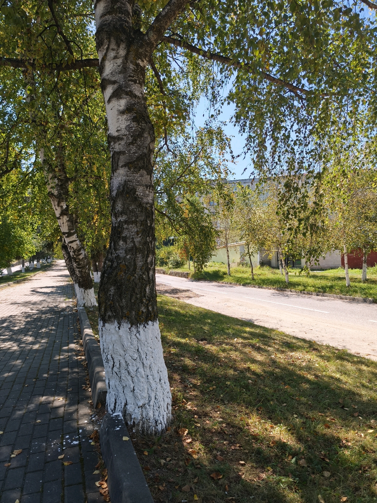 The image shows a street lined with trees, likely in the city of Karachayevsk, Russia, based on the provided context. The trees are birch trees, identifiable by their white bark with dark markings, and many have their lower trunks painted white. They are positioned along a paved sidewalk, separated from a road by a curb. The sidewalk is made of dark grey rectangular pavers, and fallen leaves are scattered on it and the grassy verge beside the road. The road itself appears to be asphalt, with a white line marking its edge. Beyond the road, there is a grassy area and a building with a light-colored facade and windows. The sky is clear and blue, suggesting a sunny day. The trees are in full leaf, with some showing hints of autumnal yellowing. The overall impression is of a well-maintained urban street in a temperate climate. There are no people visible in the image.