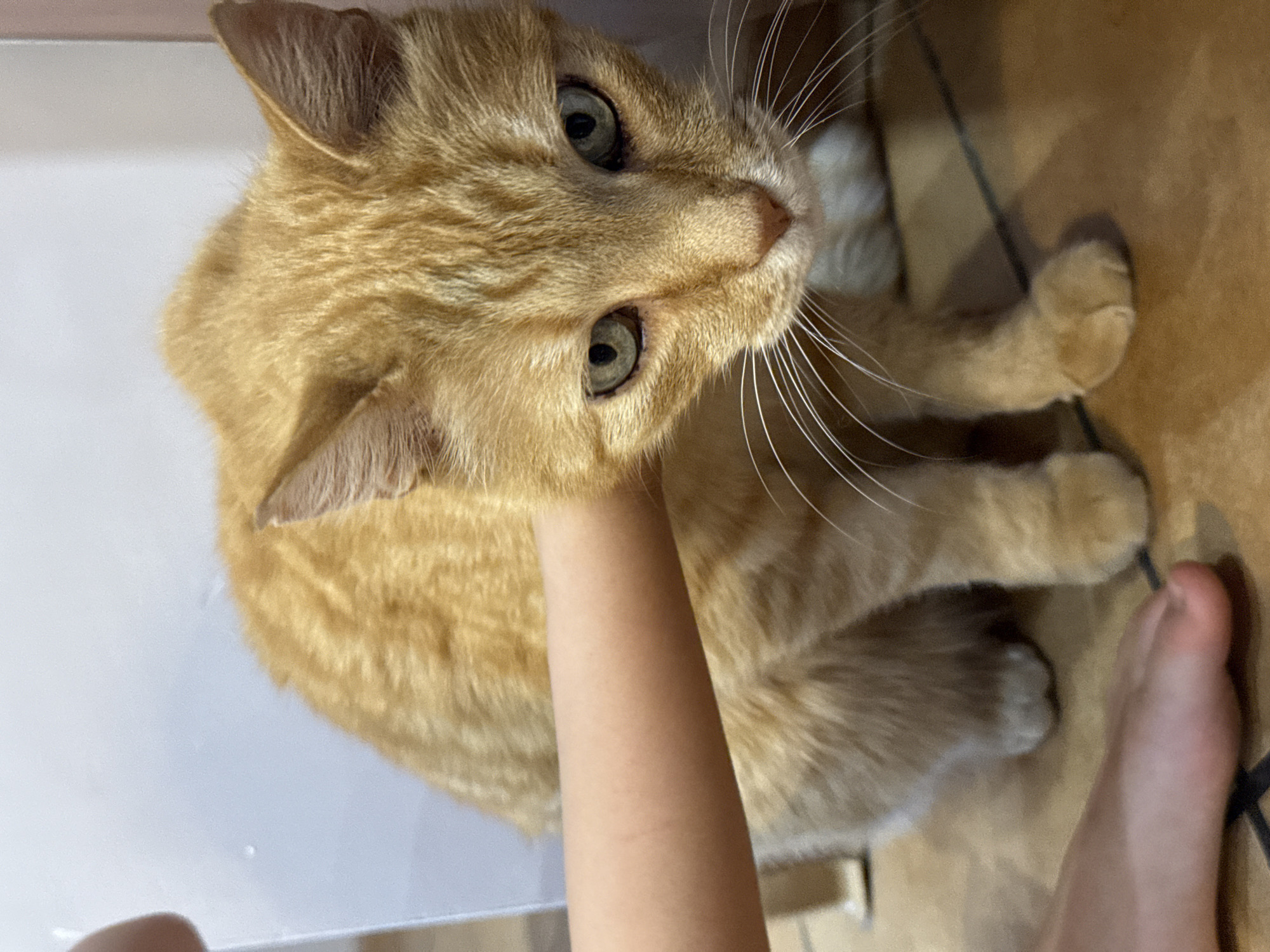 An orange tabby cat is positioned centrally in an indoor setting in Unknown, Unknown. A bare human arm extends from the left, encircling the cat's neck/shoulder area. A bare human foot is partially visible in the lower-left corner, positioned near the cat's front paws. The cat exhibits short orange fur with faint tabby markings, prominent white whiskers, and green eyes that are directed downwards and slightly towards the viewer. The background features a plain light-colored wall or furniture, and the subjects are situated on a brown/tan tiled floor with visible grout lines.