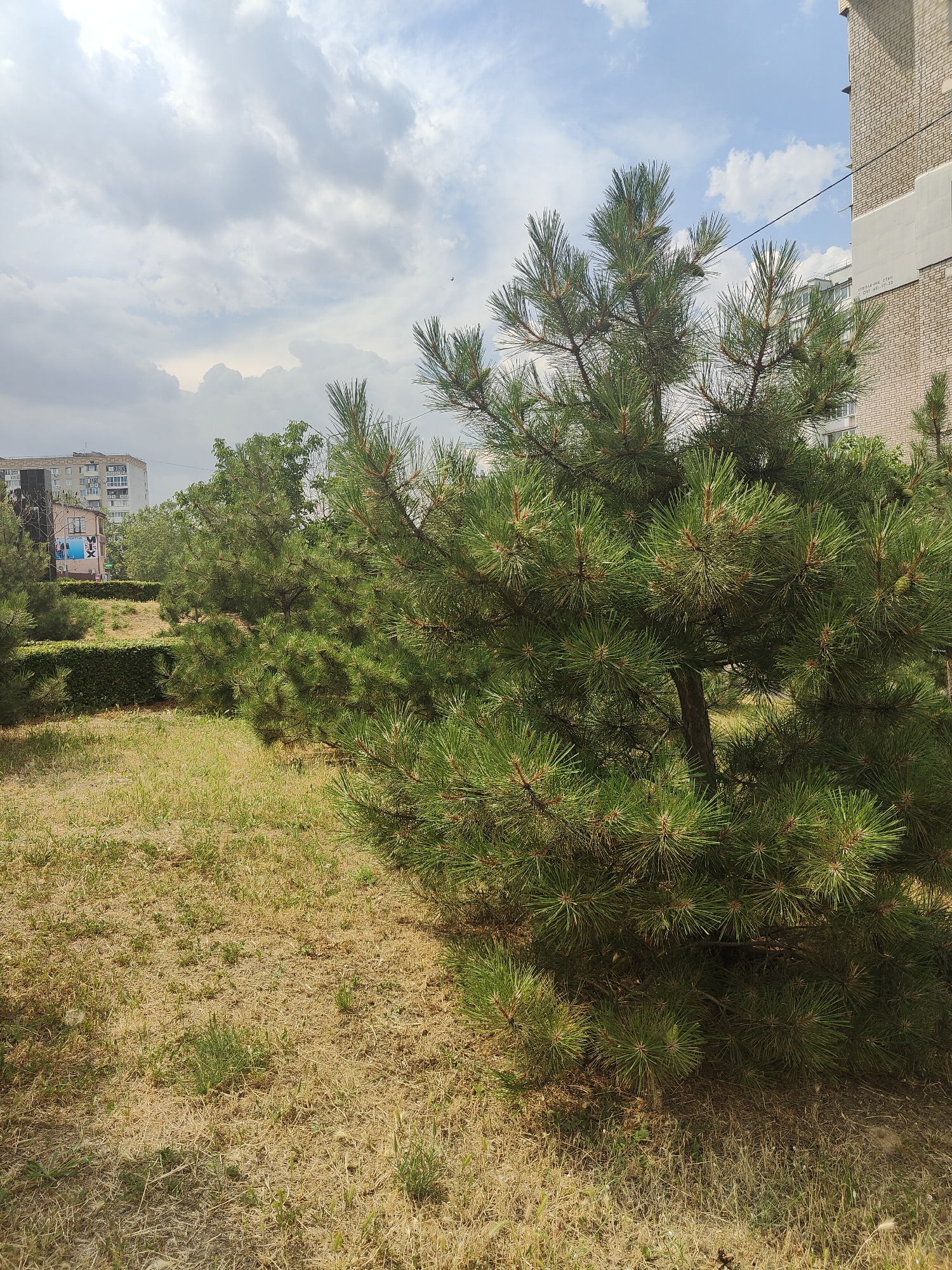 The image depicts an outdoor scene in Chornomorsk, Ukraine, under a partly cloudy sky, suggesting it is daytime. The foreground is dominated by a lush green pine tree, its branches full of needles and small cones. Beyond the pine, a patch of dry, yellowed grass stretches across the ground, interspersed with sparse green shoots. In the middle ground, a neatly trimmed green hedge creates a distinct line, separating the grassy area from what appears to be a park or landscaped public space. Further in the background, apartment buildings and trees are visible, characteristic of an urban or suburban environment. One building has visible text, "ЧОРНОМОРСЬКА СІЧ" and a phone number. The overall impression is one of a well-maintained outdoor area, likely a public park or the grounds of a residential complex, under a bright but somewhat overcast sky. No people or specific events are captured in the image, focusing instead on the natural and built environment.