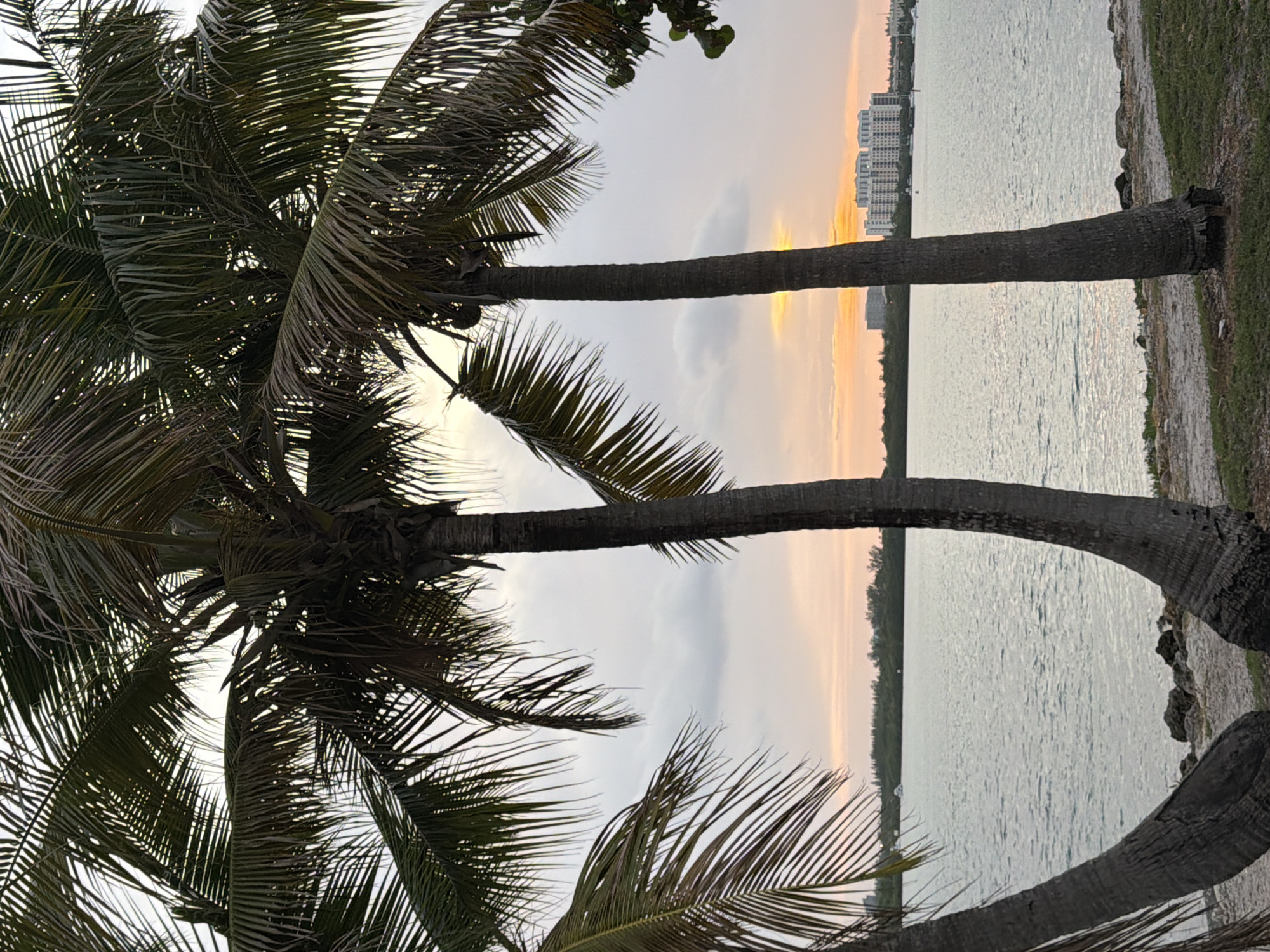 A wide-angle, medium shot captures a serene waterfront scene framed by palm trees at sunset in Miami Beach, Florida, United States of America. Three prominent palm trees, two in the foreground and one on the left, partially obscure the view of a calm, grey body of water. The water reflects the soft hues of the sky, with a gentle ripple across its surface. In the distance, a tree-lined shore is visible, with a modern, multi-story building and other structures dotting the horizon. The sky is overcast with patches of soft orange and yellow light peeking through, indicating the sun is setting. The ground in the foreground consists of sand and grass, with scattered rocks along the water's edge. The scene is devoid of any people or animals.
