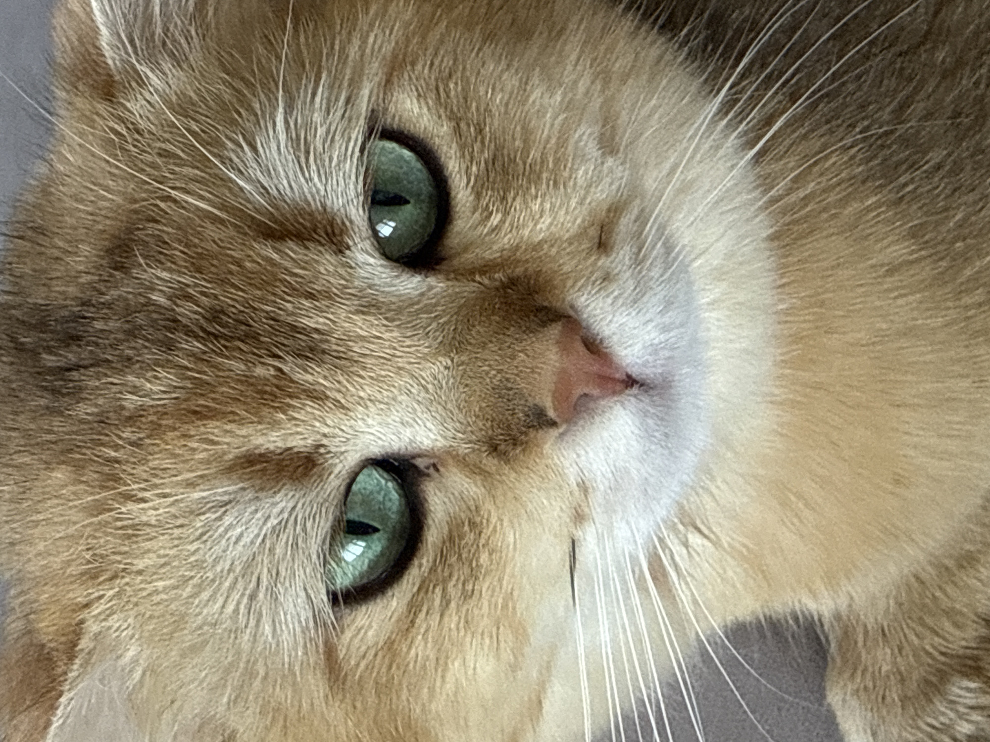 A close-up, head-on shot captures the face of a ginger cat with striking green eyes. The cat's fur is a mix of golden brown and lighter orange hues, with distinct white markings around its muzzle and chin. Its whiskers are long and prominent. The background is a muted grey, likely a wall or piece of furniture. The image provides no information about the city of Yurukovo, Bulgaria, or any human presence.