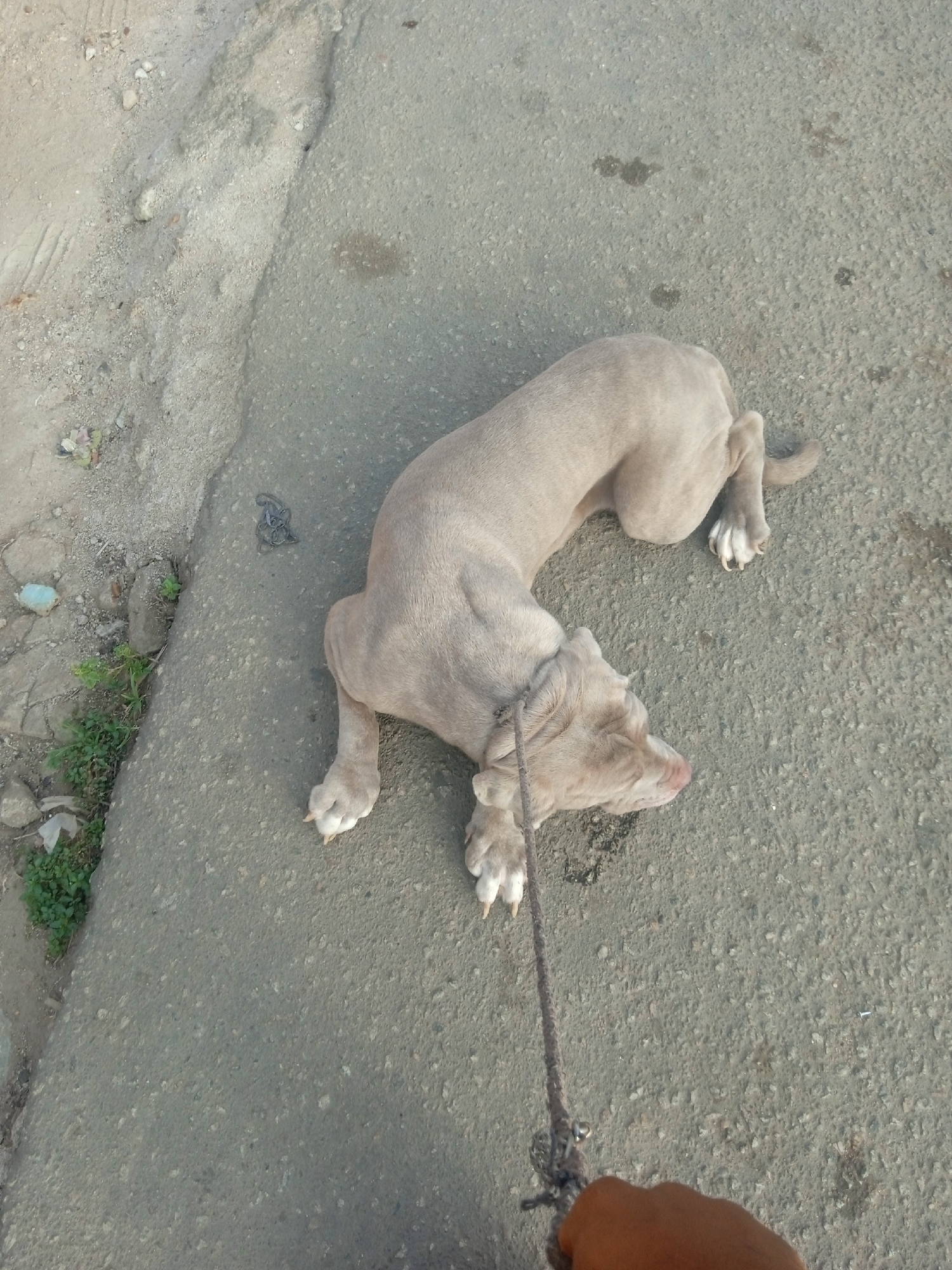 A light-colored dog lies on a gray concrete surface, possibly a sidewalk or road. The dog is on a leash held by an individual, only their hand visible in the bottom right corner. The dog is facing away from the person holding the leash. Some vegetation and debris are visible along the left edge of the concrete surface. The location appears to be an urban or suburban setting.