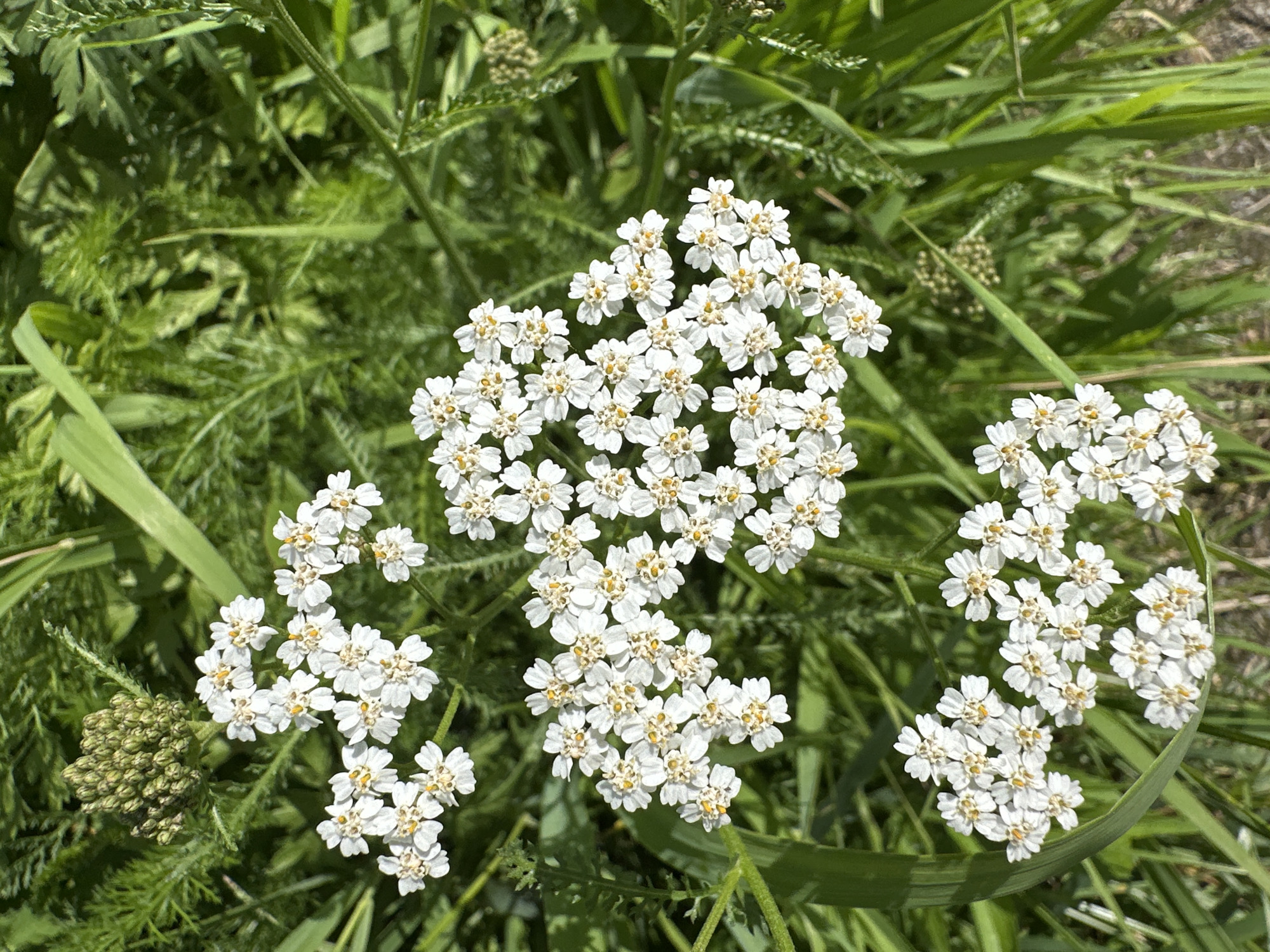 The image shows a close-up view of several clusters of small white flowers with yellow centers, likely yarrow, growing amidst green foliage. The flowers are arranged in flat-topped or slightly domed clusters. In the upper left corner, a cluster of unopened buds is visible. The background consists of blurred green leaves and stems, suggesting an outdoor setting. The lighting indicates a sunny day. There are no people or animals present. The specific location in Minsk, Belarus, cannot be determined from the visual information provided in the image.