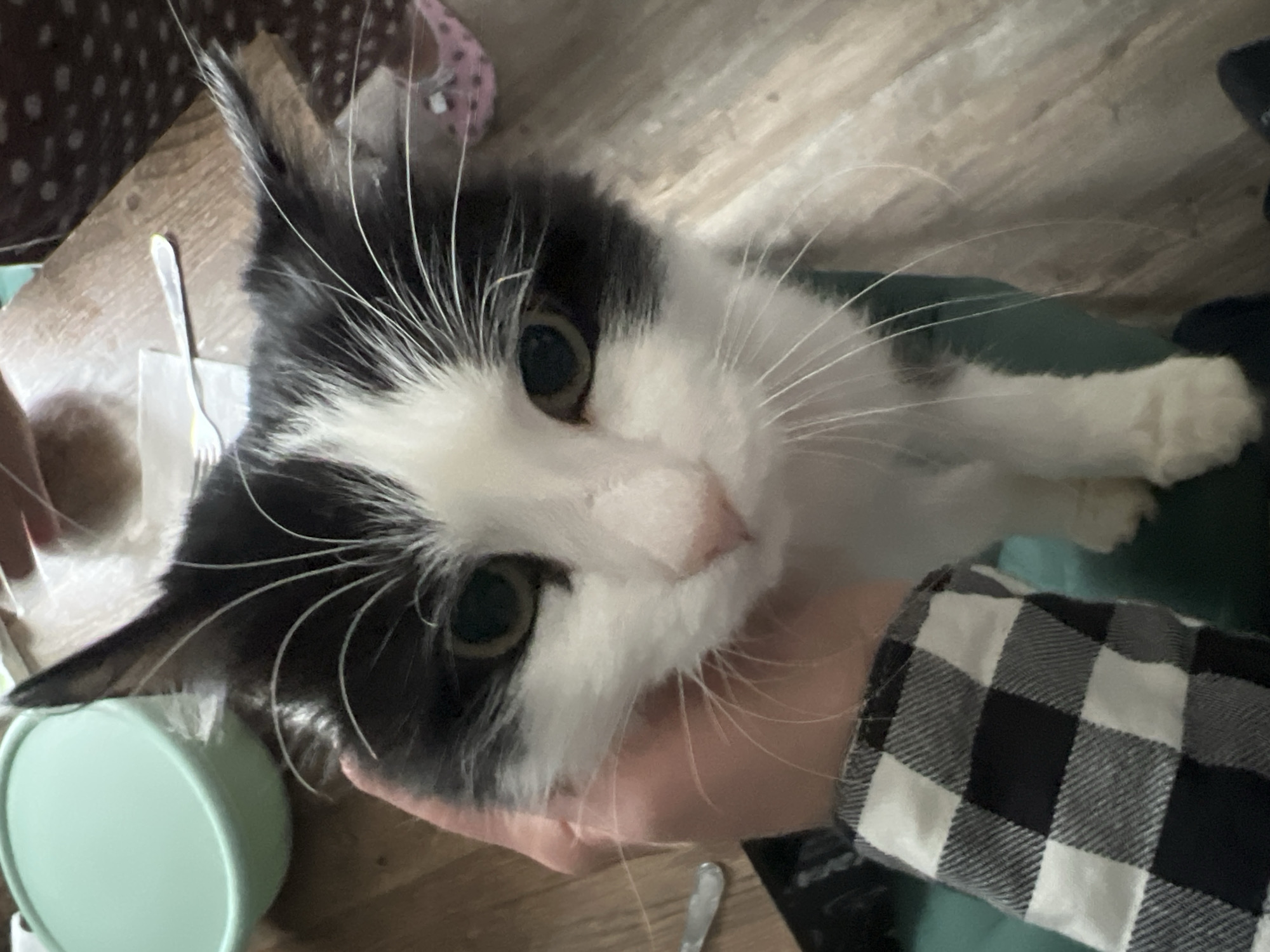 A close-up, high-angle shot depicts a black and white cat being held in someone's hand. The cat's face fills the frame, showing its green eyes, pink nose, and long white whiskers. The person's hand, wearing a black and white checkered shirt, is visible holding the cat. A green container is visible in the lower left corner of the frame. A silver fork rests on a light brown wooden surface in the background. The location is not discernible from the image.