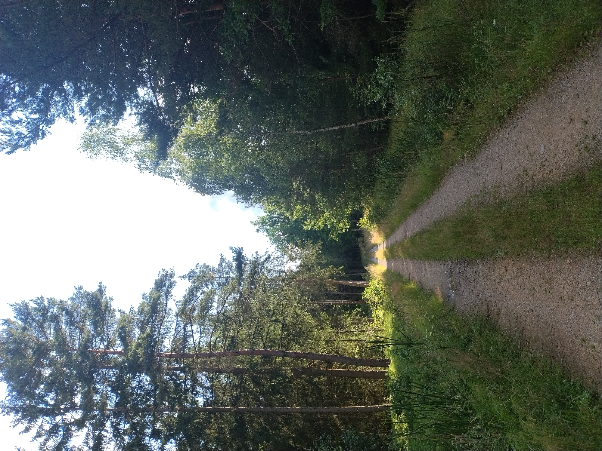 The image depicts a gravel road winding through a forest. The road appears to be unpaved and is flanked by dense vegetation, including tall trees and grasses. The sunlight filters through the trees, creating areas of light and shadow on the road and surrounding foliage. The sky is visible in the upper portion of the image, appearing bright and partly cloudy. There are no people or animals visible in the scene. The overall impression is of a natural, outdoor environment, likely a rural or wooded area.
