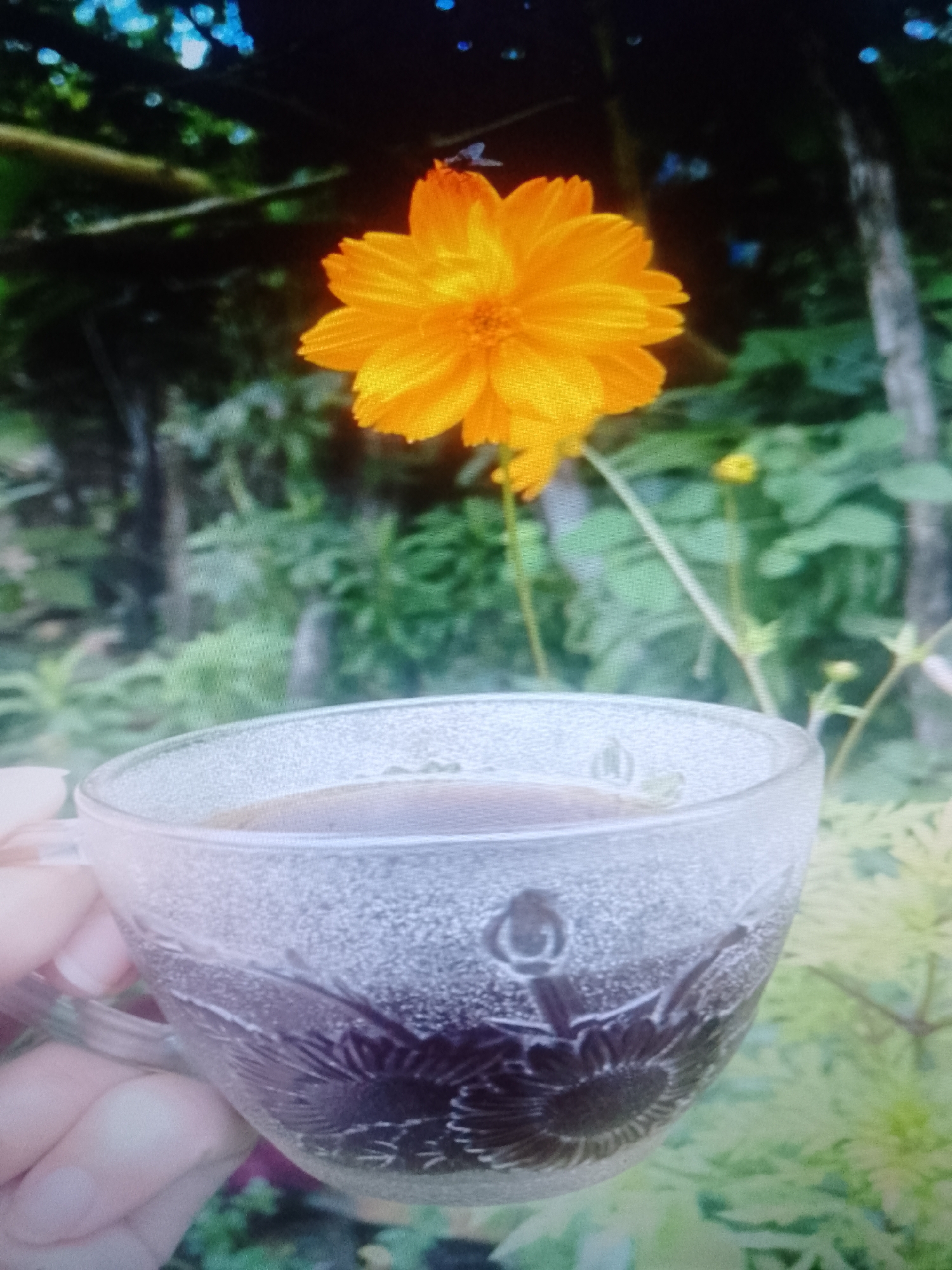 A clear glass teacup, filled with dark liquid, is held in the foreground. The cup has a floral design etched into its surface. Behind the cup is a bright orange flower in full bloom. The background is a blur of green foliage, suggesting a garden or natural setting. The location is not specified.