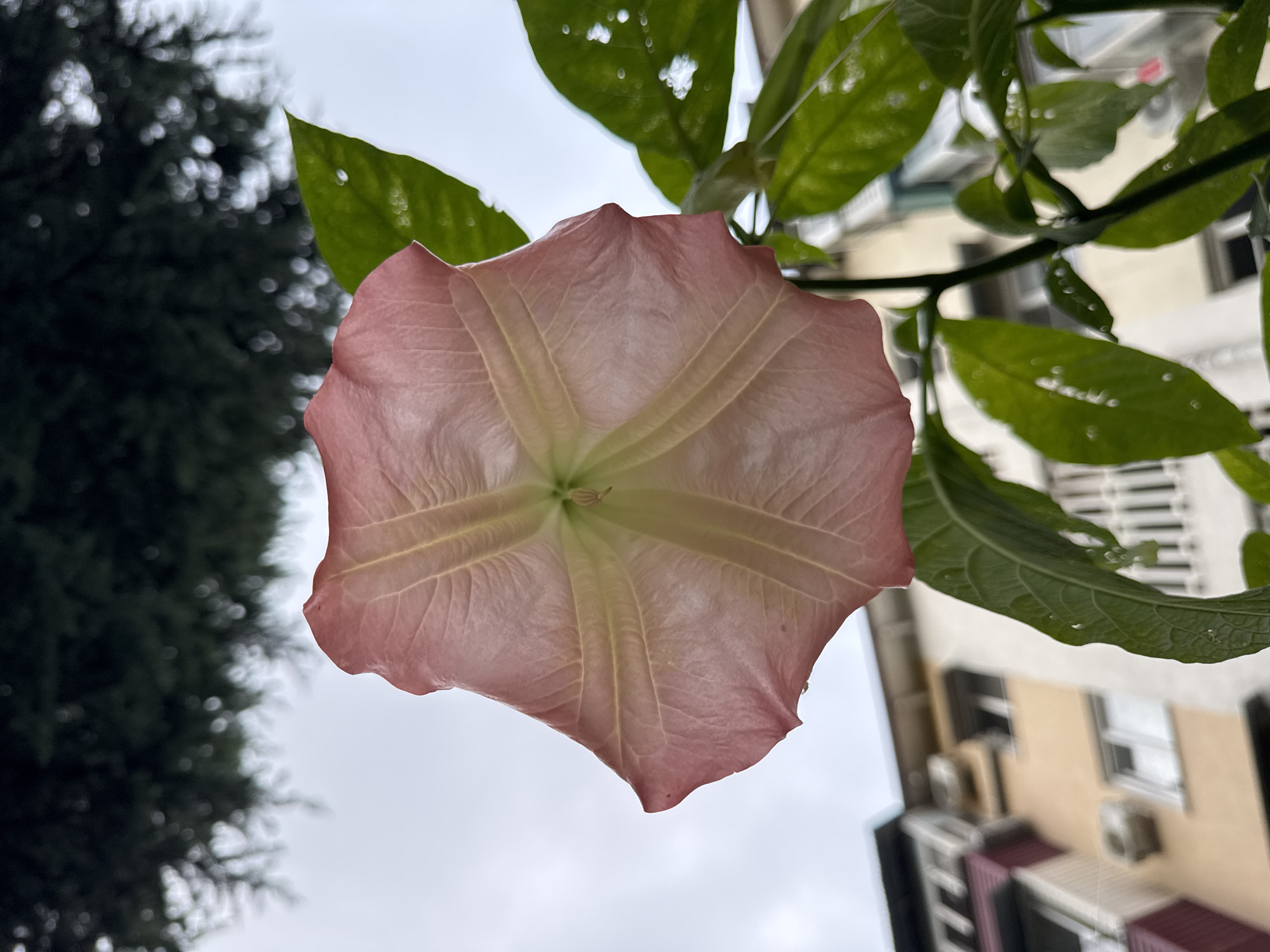This media file is a close-up, low-angle shot of a pale pink trumpet-shaped flower, likely a Datura, hanging downwards against a backdrop of a cloudy sky. The flower is the central subject, with its delicate petals showing visible veins and a light green center. Several large, green leaves, some appearing slightly damaged or water-spotted, frame the flower from above. In the background, out of focus, is a dark, blurry silhouette of a coniferous tree on the left and a building with windows and air conditioning units on the right. The overall impression is that of a plant viewed from below, possibly on a balcony or from a lower vantage point looking upwards. The lighting suggests it is daytime, with the overcast sky indicating either a cloudy day or possibly early morning or late afternoon. There is no text visible in the image. The scene evokes a sense of natural beauty and tranquility, despite the urban elements in the background. The location context of Sochi, Russia, implies a possibly humid or rainy climate, which could explain the water droplets on the leaves.