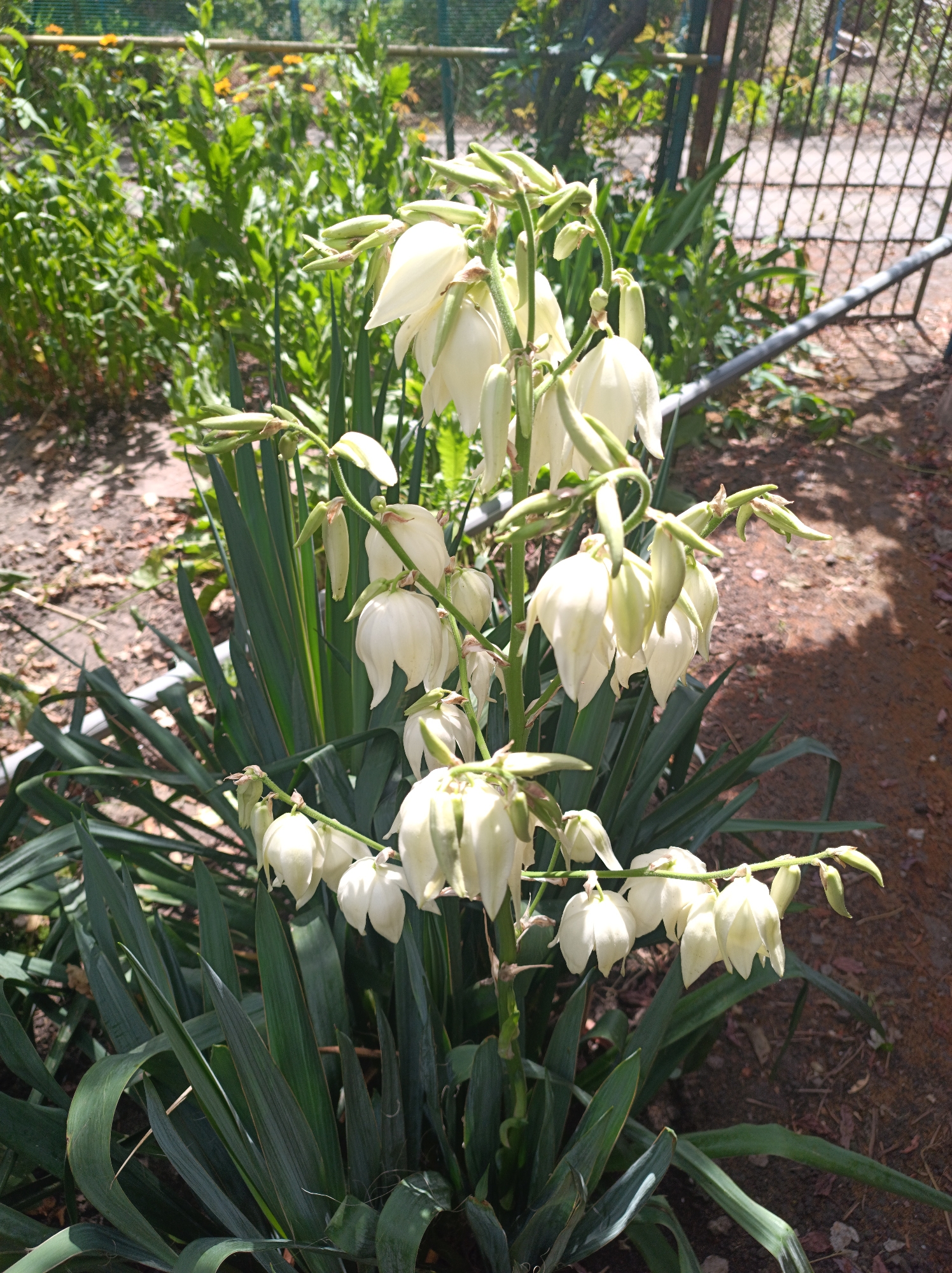 A Yucca plant with tall spikes of white, bell-shaped flowers stands in the foreground of a sun-dappled outdoor scene. The plant has long, dark green, sword-like leaves at its base. Behind the plant, a wire mesh fence is visible, with a metal pipe running horizontally in front of it. Beyond the fence, green foliage and some orange flowers can be seen. The ground is covered with dirt, small stones, and dry leaves. The lighting suggests it is daytime with bright sunlight casting shadows. The location is the city of Saksahan, Ukraine.