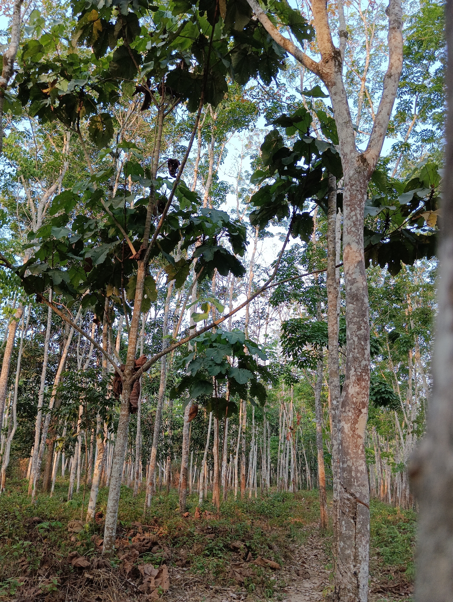The image depicts a rubber plantation in Pematang Jaya, Indonesia, with a person engaged in tapping rubber trees. The foreground shows a narrow dirt path lined with fallen leaves and lush green undergrowth. Several tall, slender rubber trees with pale, textured bark dominate the scene, their branches extending upwards and outwards. The canopy is dense with large, dark green leaves. In the mid-ground, a person, partially obscured by foliage, is seen climbing a rubber tree with a dark brown bag strapped to their back, presumably collecting latex. The background reveals a dense forest of similar rubber trees receding into the distance under a clear, pale sky, indicating it is likely late afternoon or early morning. The lighting suggests a natural outdoor environment.