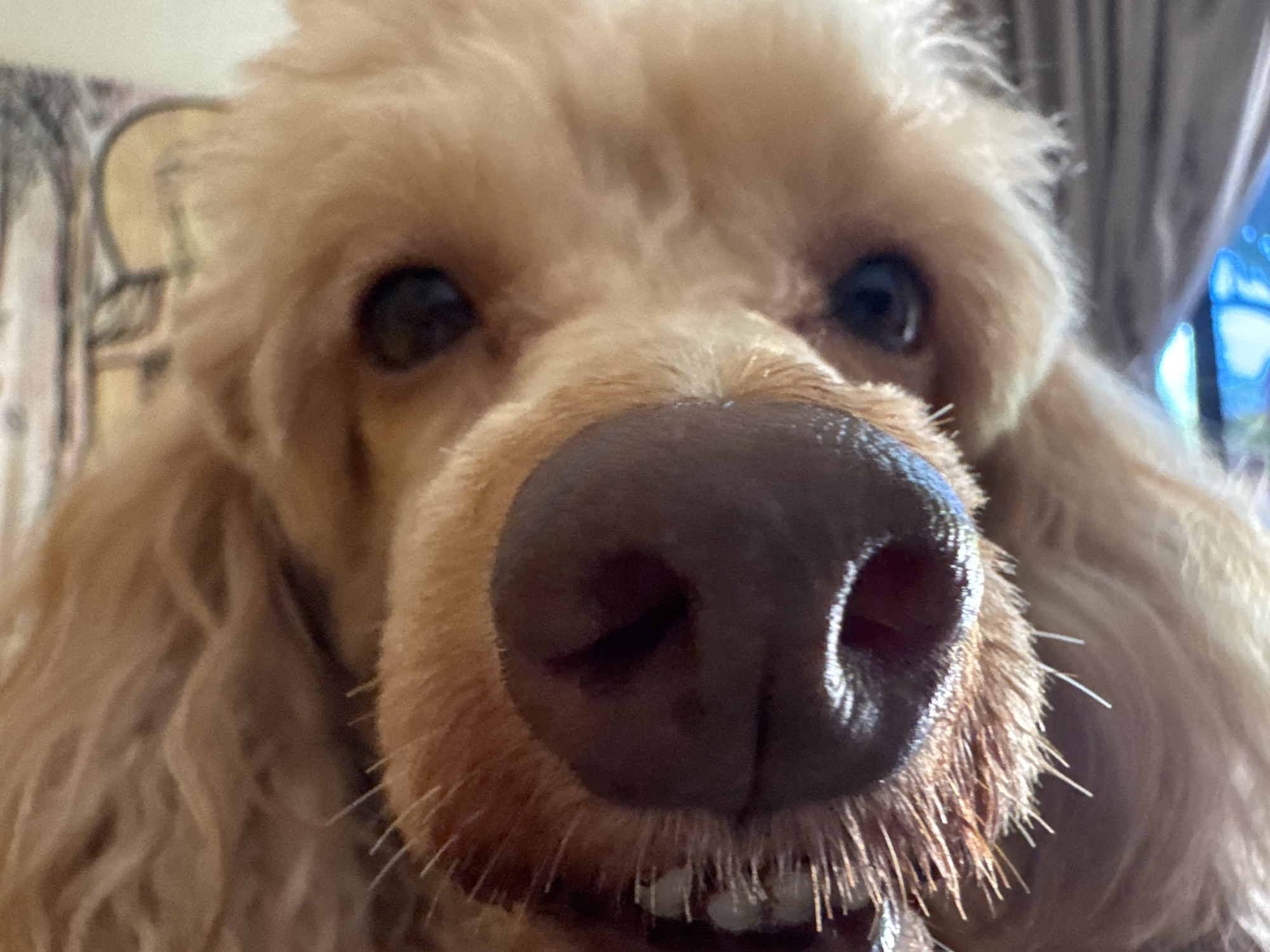 An extreme close-up, eye-level shot captures the face of a light brown poodle. The dog's nose dominates the foreground, a dark, wet surface with visible nostrils. Its snout is covered in short, light brown fur, and wispy white whiskers extend from its muzzle. The dog's mouth is slightly open, revealing rows of small, white teeth. Its dark eyes are visible above the snout, looking towards the camera. The background is blurred, showing hints of a patterned fabric on the left and a gray curtain or blinds on the right, with a bright blue light source on the far right. There is no discernible connection to Mũi Né, Vietnam.