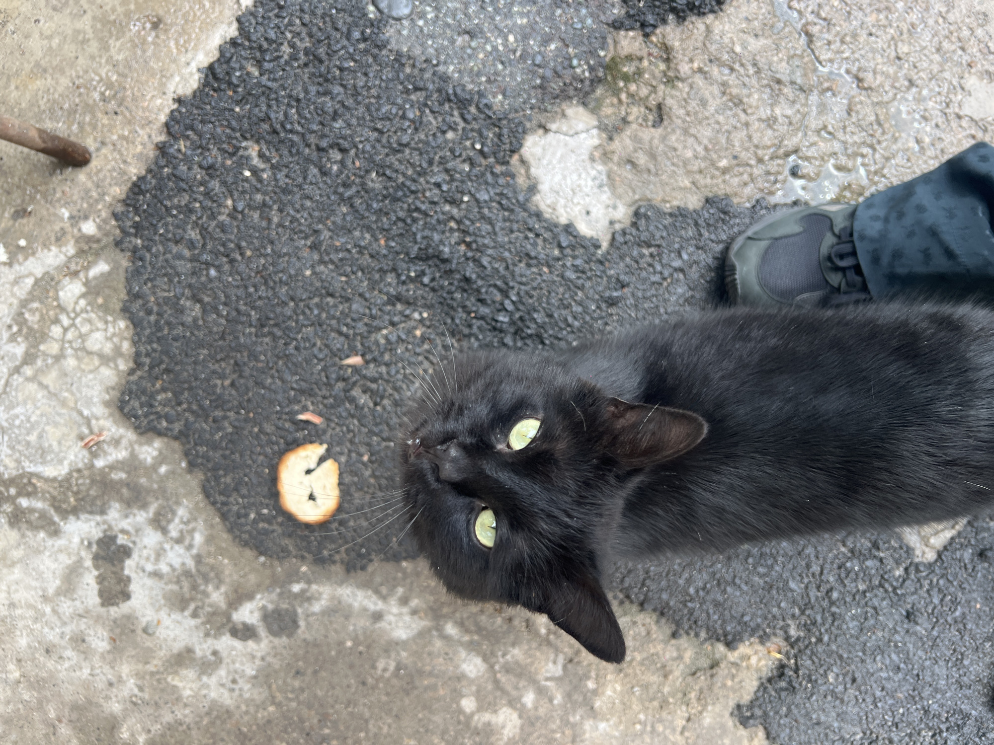 A high-angle shot shows a black cat with bright green eyes, looking up towards the camera. The cat is positioned to the right of the frame, near a person's foot, which is clad in a dark-colored shoe and partially covered by dark fabric. To the left of the cat, there is a piece of food, possibly bread or a cracker, lying on the ground. The ground consists of a mix of dark, wet asphalt and lighter, worn concrete. A thin metal pole is also visible on the far left. The exact location within the city of Yerevan, Armenia cannot be determined.