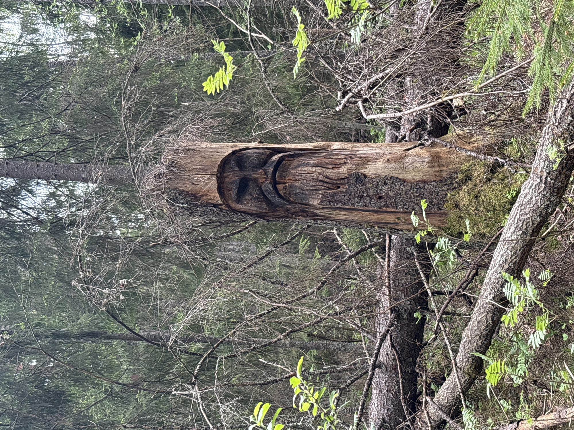 A close-up shot reveals a tree trunk, lying horizontally amidst other trees and foliage, possibly in a wooded area. The trunk is marked with a face-like carving. The scene appears to be in a forest or woodland setting, indicated by the presence of other trees, branches, and greenery surrounding the fallen trunk. The location is in Solnechnoye, Russia.