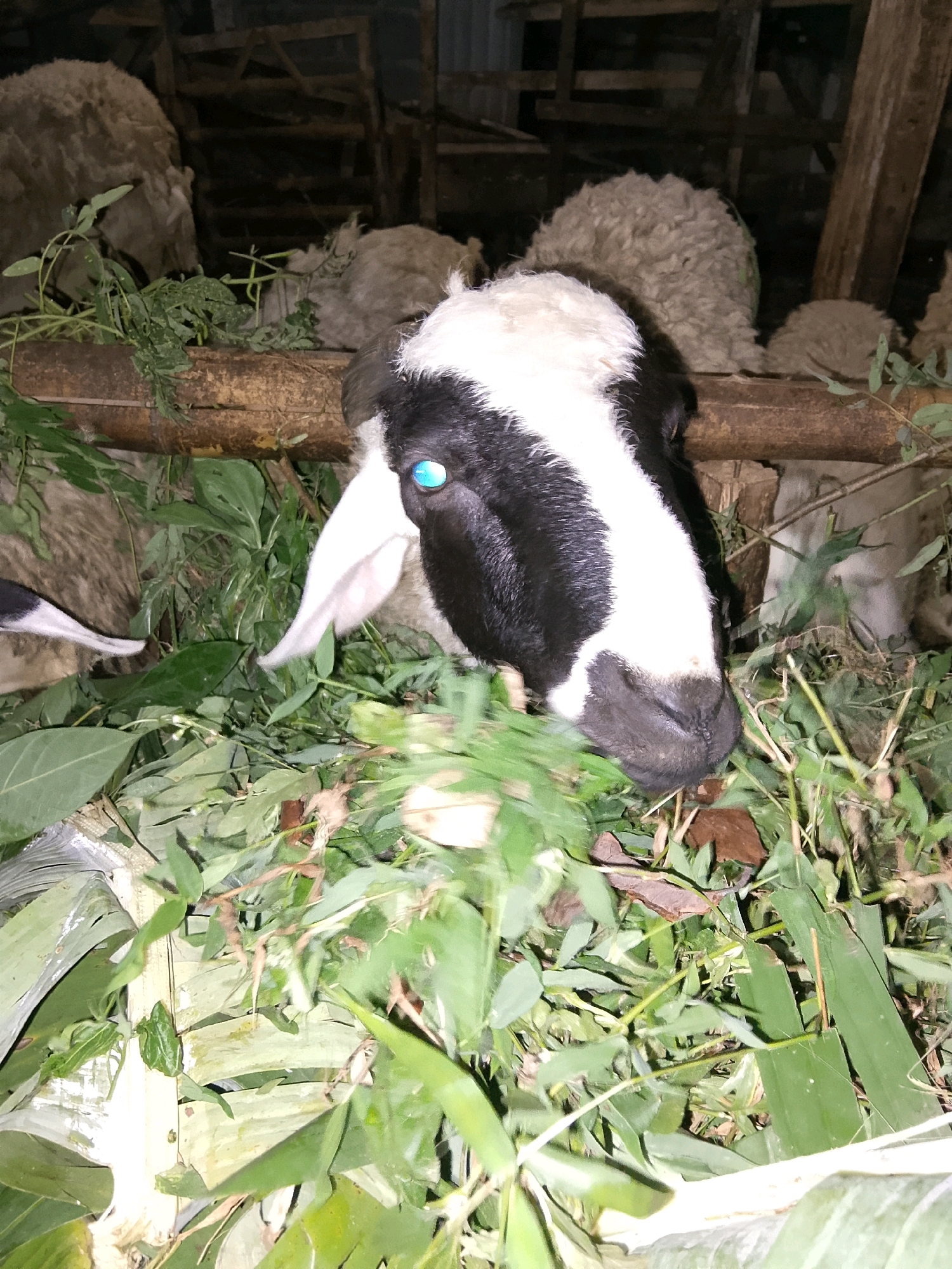 A close-up, eye-level shot captures a black and white sheep in a dimly lit, outdoor enclosure. The sheep's head is positioned centrally, with its snout lowered into a pile of green foliage, suggesting it is eating. Its right eye, a striking bright blue, is visible. The background is blurred but shows other sheep, wooden structures, and more vegetation, indicating an agricultural setting in Betonan, Indonesia. The overall impression is of livestock in a feeding area.