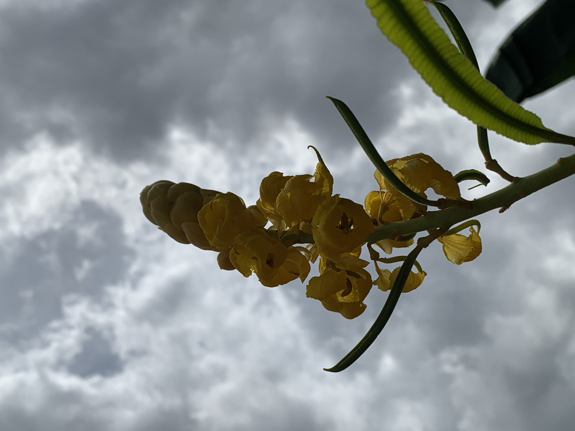 An upward-looking photograph captures a cluster of vibrant yellow flowers and lush green leaves against a dramatic, overcast sky. A branch, laden with numerous yellow blossoms and several green leaves, extends diagonally from the upper right quadrant of the frame towards the center-left. The flowers appear to be a type of cassia or senna, common in tropical climates, with individual petals distinct and somewhat curled, suggesting a backlit perspective. The leaves are elongated, featuring visible venation and a subtle serrated edge, particularly a prominent leaf in the upper right that is brightly illuminated from behind, highlighting its intricate texture.
The sky, filling the majority of the background, is densely packed with dark grey and lighter white clouds, indicating an overcast day with diffused lighting. The flora is largely silhouetted against the bright cloud cover, yet the yellow of the flowers and green of the leaves remain discernible. No direct sunlight is visible, suggesting cloudy or potentially pre-rainy weather conditions. The overall mood is natural and serene, with a hint of atmospheric drama from the heavy sky. No people or text are visible. The setting is an outdoor natural environment, consistent with locations like Ikorodu, Nigeria, where such flora thrives.
