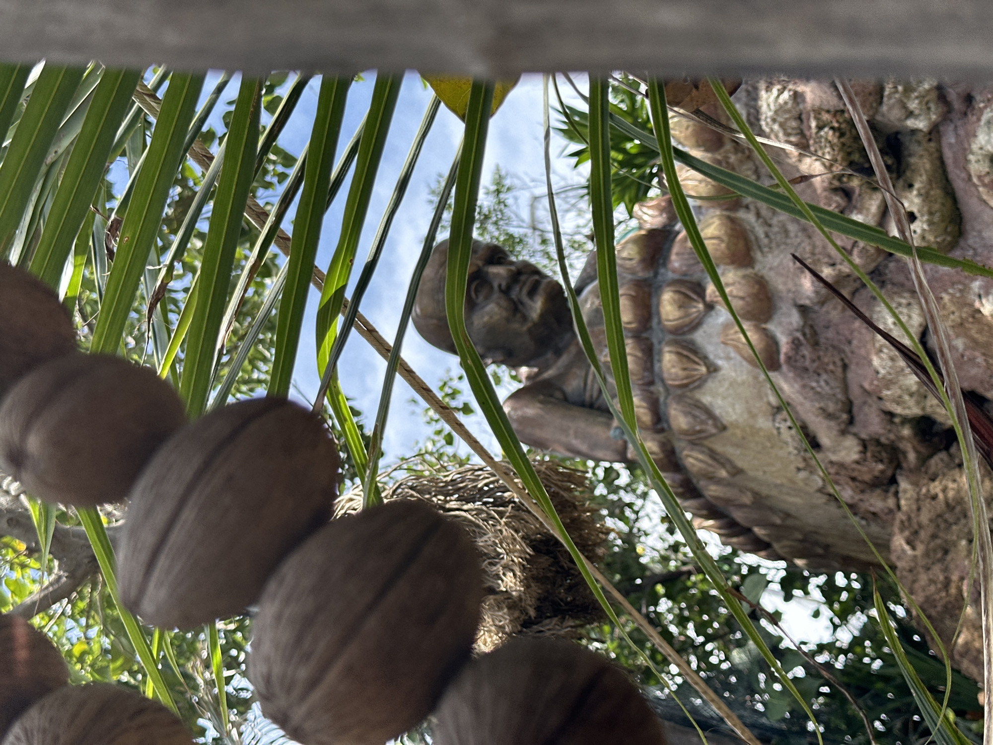 The image shows a close-up view of a statue of a person, possibly a monk, peeking through palm fronds in Koh Phangan, Thailand. The statue is made of bronze and has a weathered, aged appearance. The figure is seated and appears to be looking to the left of the frame. Behind the statue, there are large, brown, oval-shaped objects that resemble coconuts hanging from a tree branch. The background is blurred, showing greenery and a bright blue sky. The overall scene suggests a tropical, outdoor setting.