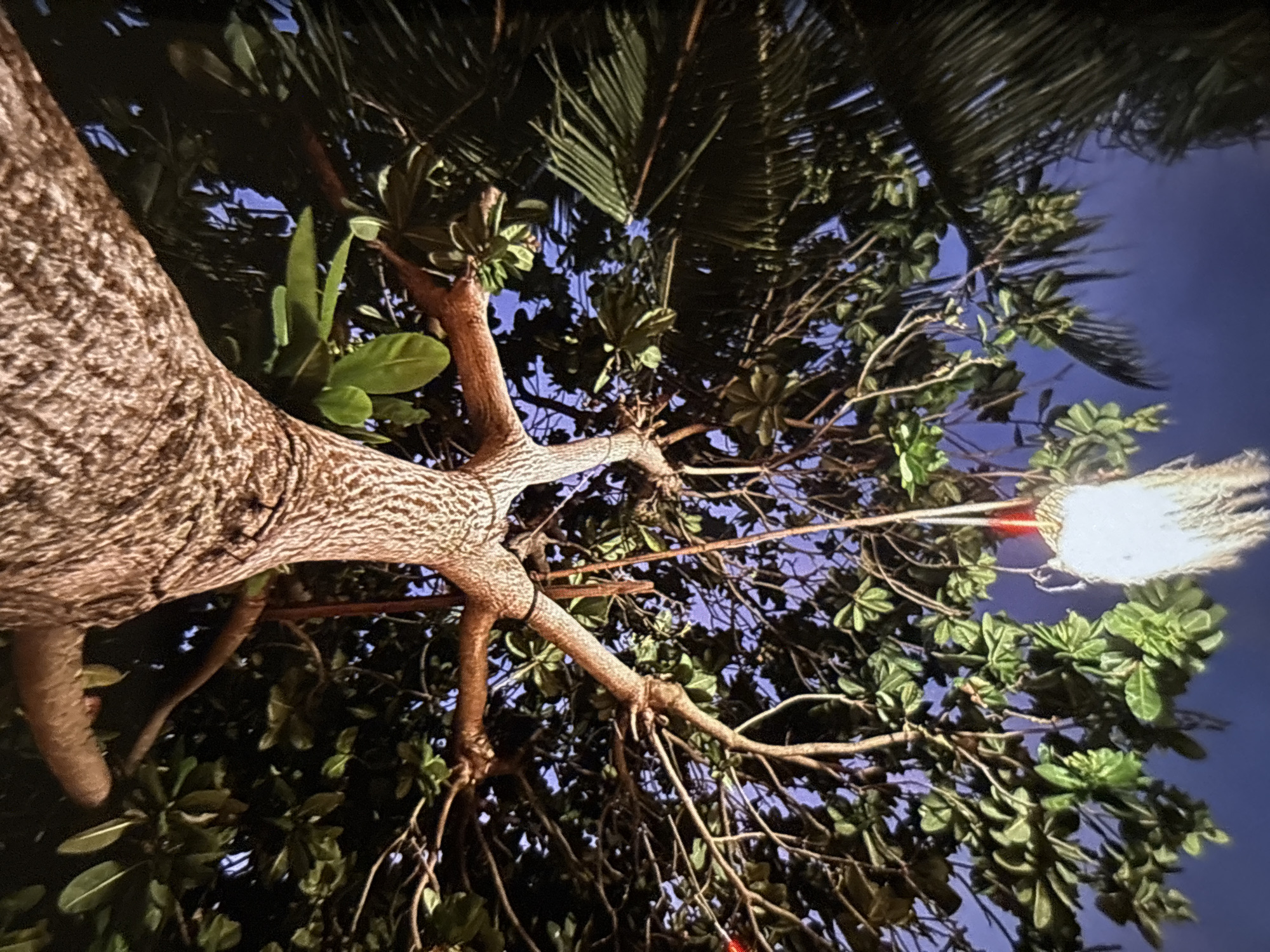 An upward-angle, low-light photograph shows the trunk and branches of a large tree, illuminated from below. The rough, textured bark of the trunk is prominent, with a thick branch extending diagonally to the upper right. The foliage is dense and green, with a dark blue, possibly twilight, sky visible through the leaves. A decorative light fixture hangs from a thin branch in the lower center, emitting a bright white light with a red glow at its top and a fringe-like tassel below. In the background, the fronds of a palm tree are visible on the right side. The scene appears to be outdoors, possibly in a tropical setting.