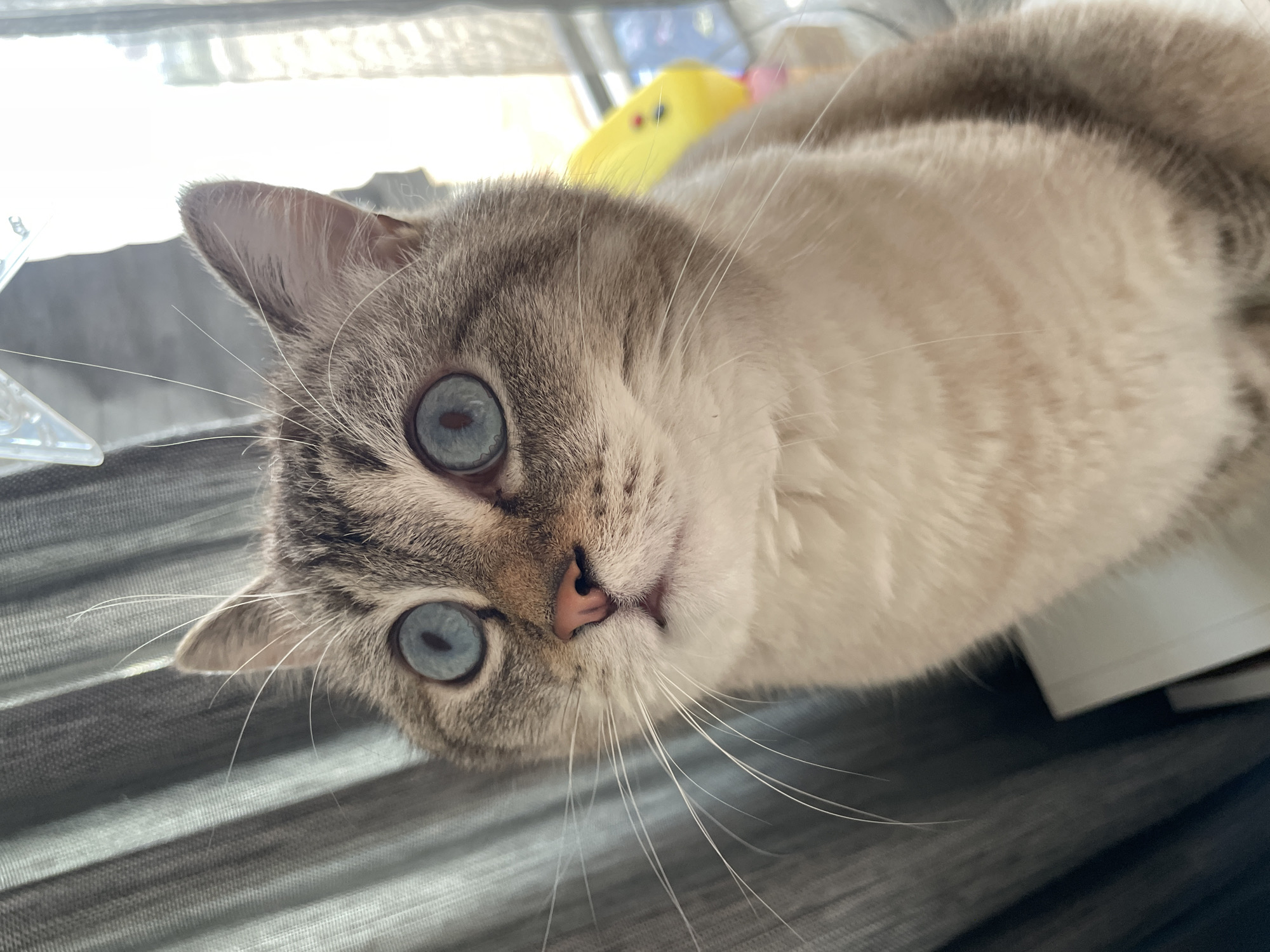 A close-up shot shows the face of a Siamese cat with striking blue eyes. The cat is lying down, its head tilted slightly towards the camera, with its gaze directed at the viewer. The fur is a mix of cream and grey tabby markings, particularly around its ears and face. Its nose is a soft pink, and long white whiskers fan out from its muzzle. In the background, out of focus, there's a hint of a bright yellow object, possibly a toy, and a blurred view of what appears to be a window with sunlight streaming through. The cat is positioned on a textured surface, likely fabric, with horizontal stripes in shades of grey and dark blue, suggesting it might be on a couch or bed. The overall impression is one of domestic comfort and a calm, relaxed atmosphere. The lighting suggests it could be daytime, with natural light illuminating the scene.