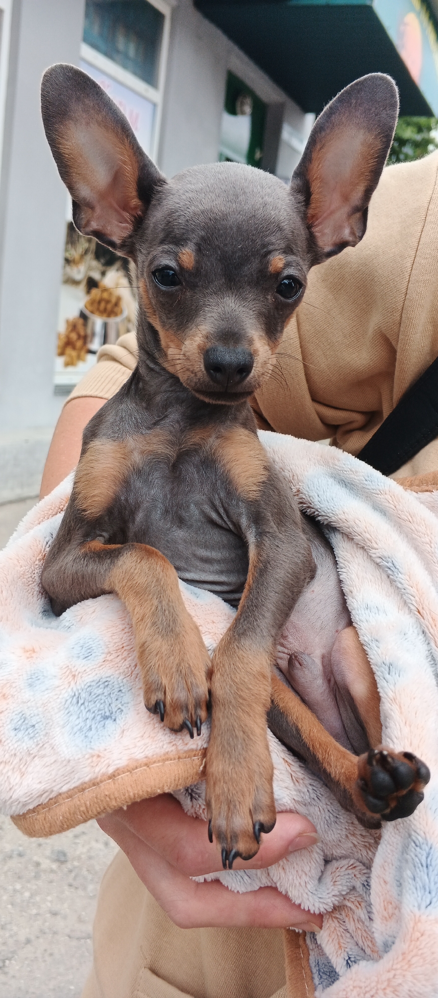 An overhead, close-up, portrait-style photograph shows a tiny, blue and tan Russian Toy dog being held by a person in a tan sweatshirt. The dog is wrapped in a light pink and white plush blanket with a blue diamond pattern. The dog’s head is tilted to the left, and its large, expressive ears are pointed straight up. Its body is thin, with visible ribs and a taut stomach. The dog's paws are resting on the blanket. The background is blurred and appears to be an outdoor urban environment, possibly in the city of Smila, Ukraine, with hints of buildings, a green awning, and foliage visible.