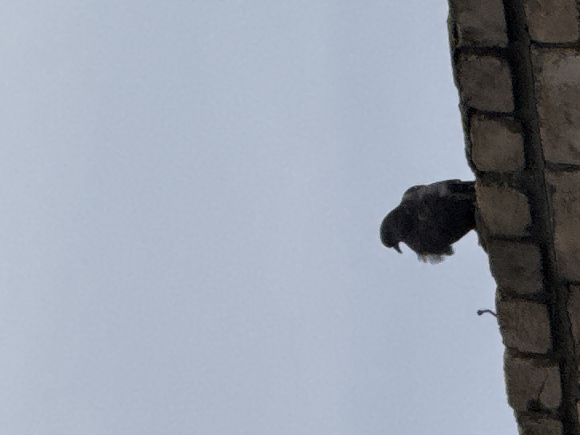 A bird is perched on the side of a brick building, seen from a low angle against a cloudy sky. The bird is dark in color. The location is Unknown, Unknown.